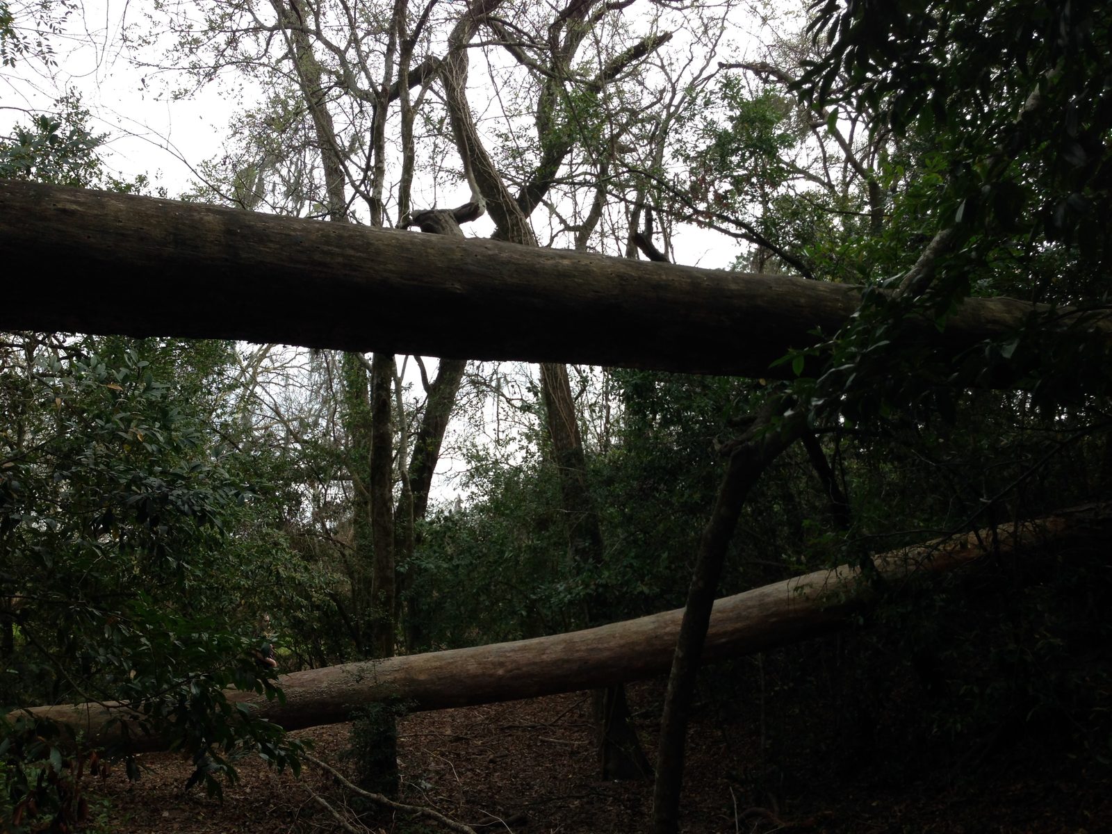 5535_Houston-Arboretum-and-Nature-Center-38