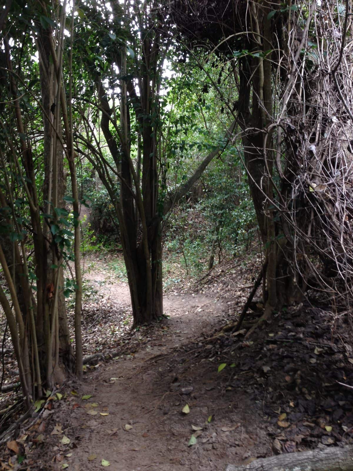 5535_Houston-Arboretum-and-Nature-Center-51