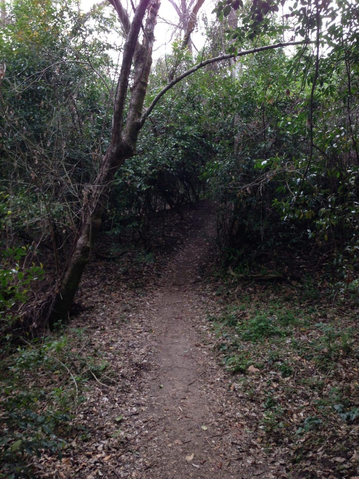 Houston Arboretum and Nature Center in Memorial Park, Houston, TX