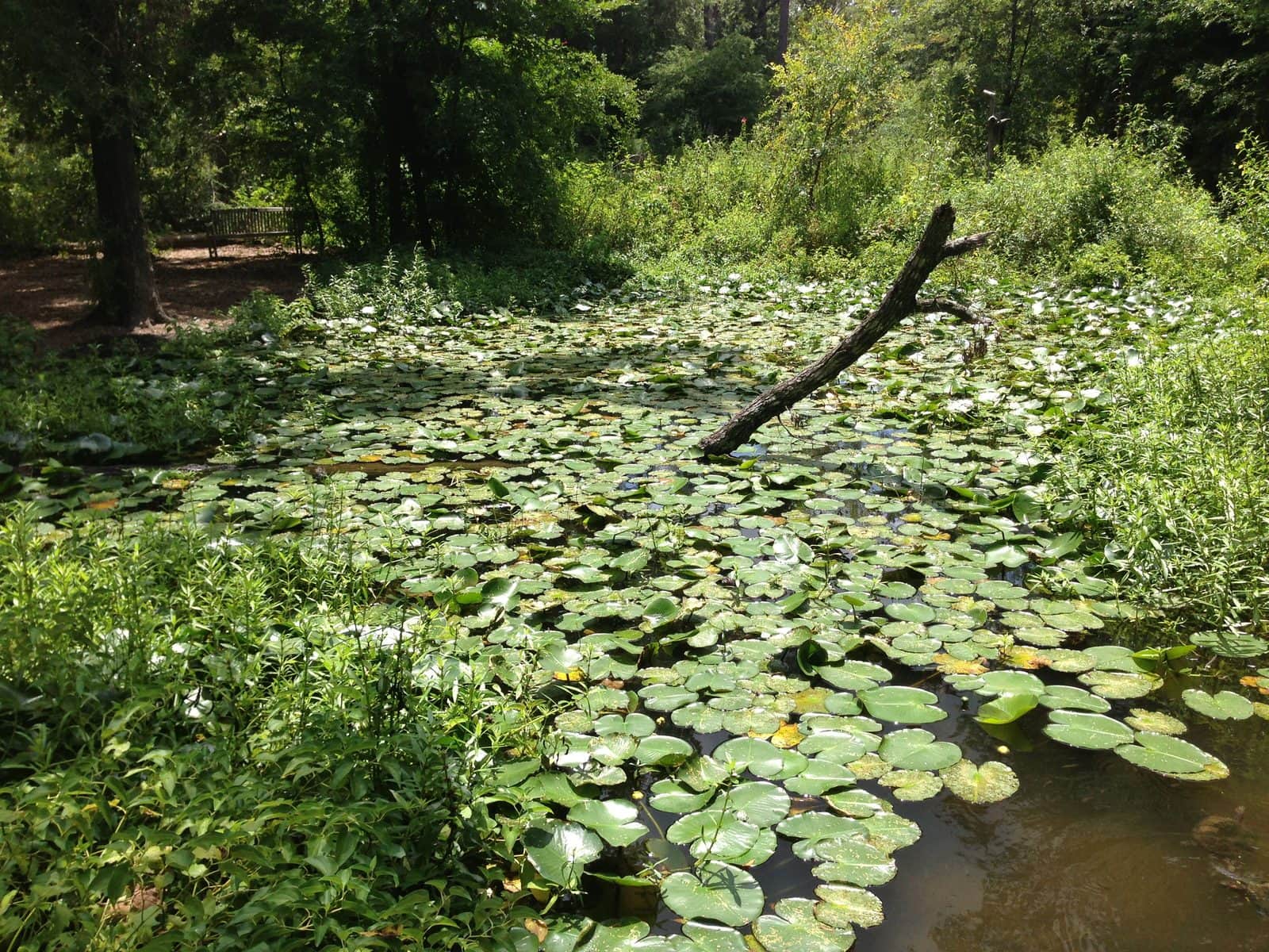5535_Houston-Arboretum-and-Nature-Center-7