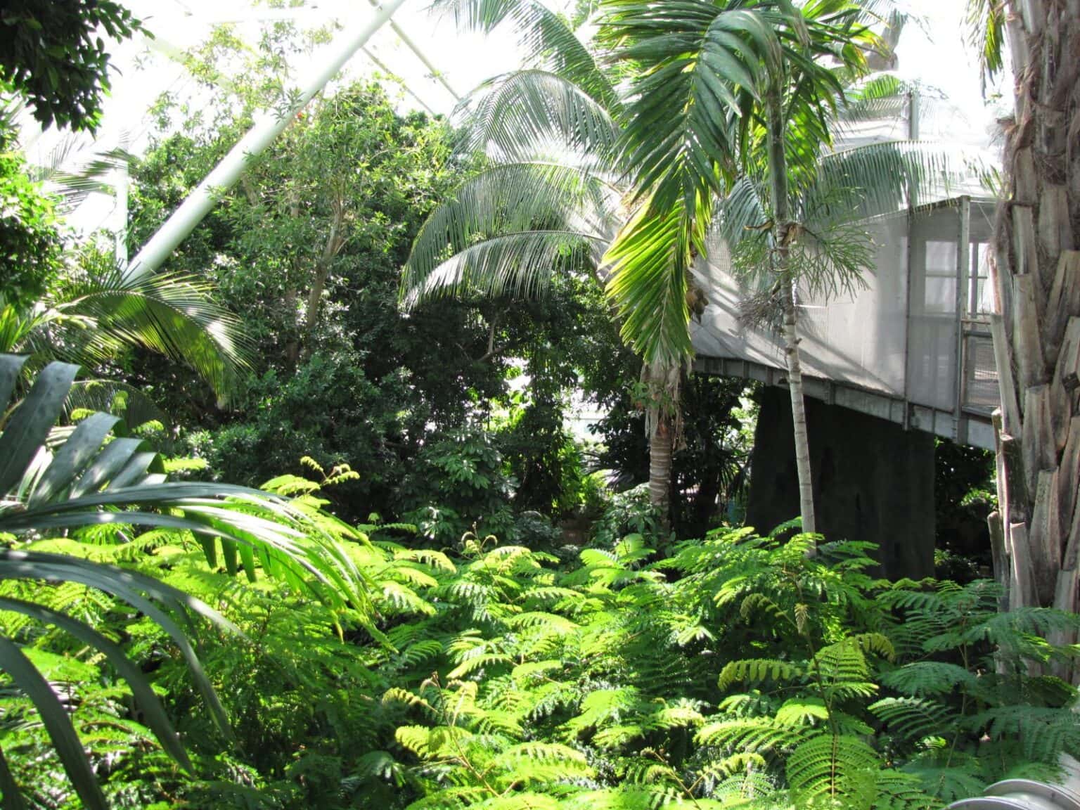 Inside the Rainforest Pyramid at Moody Gardens in Galveston, TX