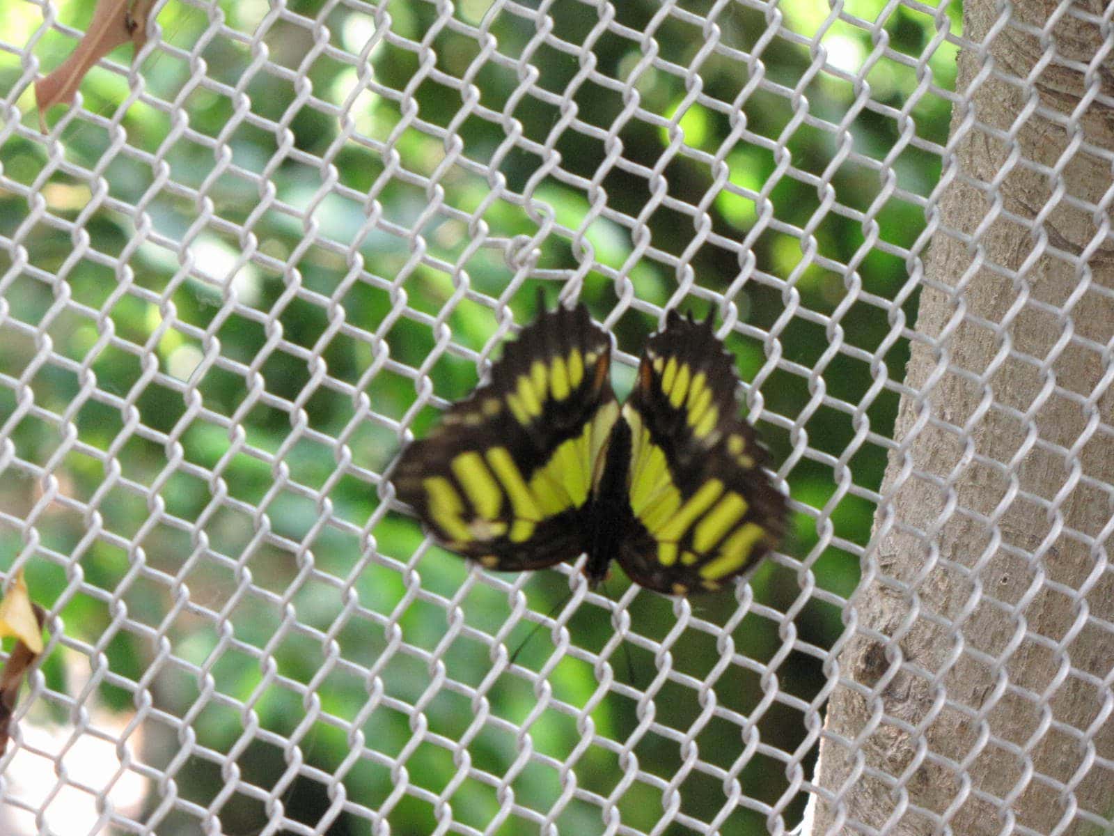 5442_Moody-Gardens-Rainforest-Pyramid-10 5442_Moody-Gardens-Rainforest-Pyramid-10