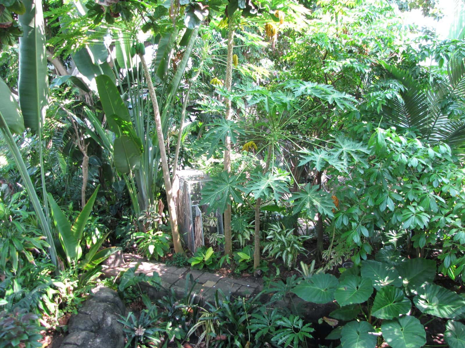 5442_Moody-Gardens-Rainforest-Pyramid-15 5442_Moody-Gardens-Rainforest-Pyramid-15