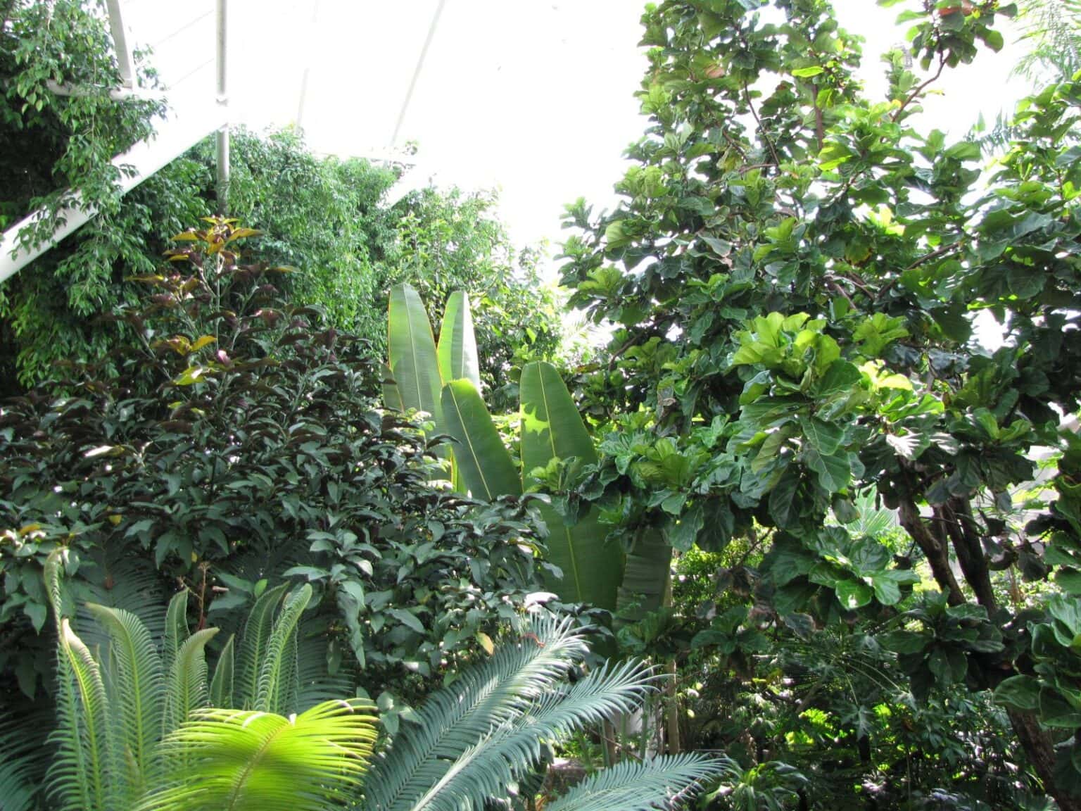 Inside the Rainforest Pyramid at Moody Gardens in Galveston, TX