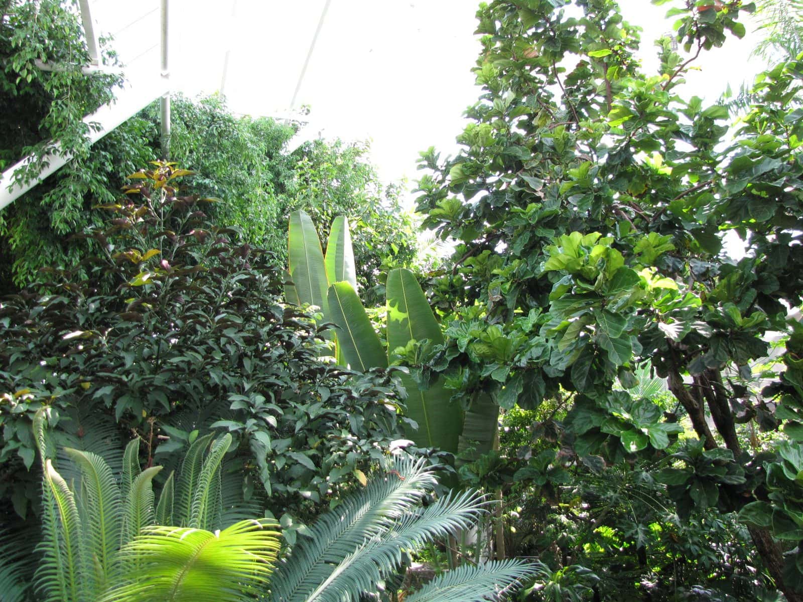 5442_Moody-Gardens-Rainforest-Pyramid-16 5442_Moody-Gardens-Rainforest-Pyramid-16