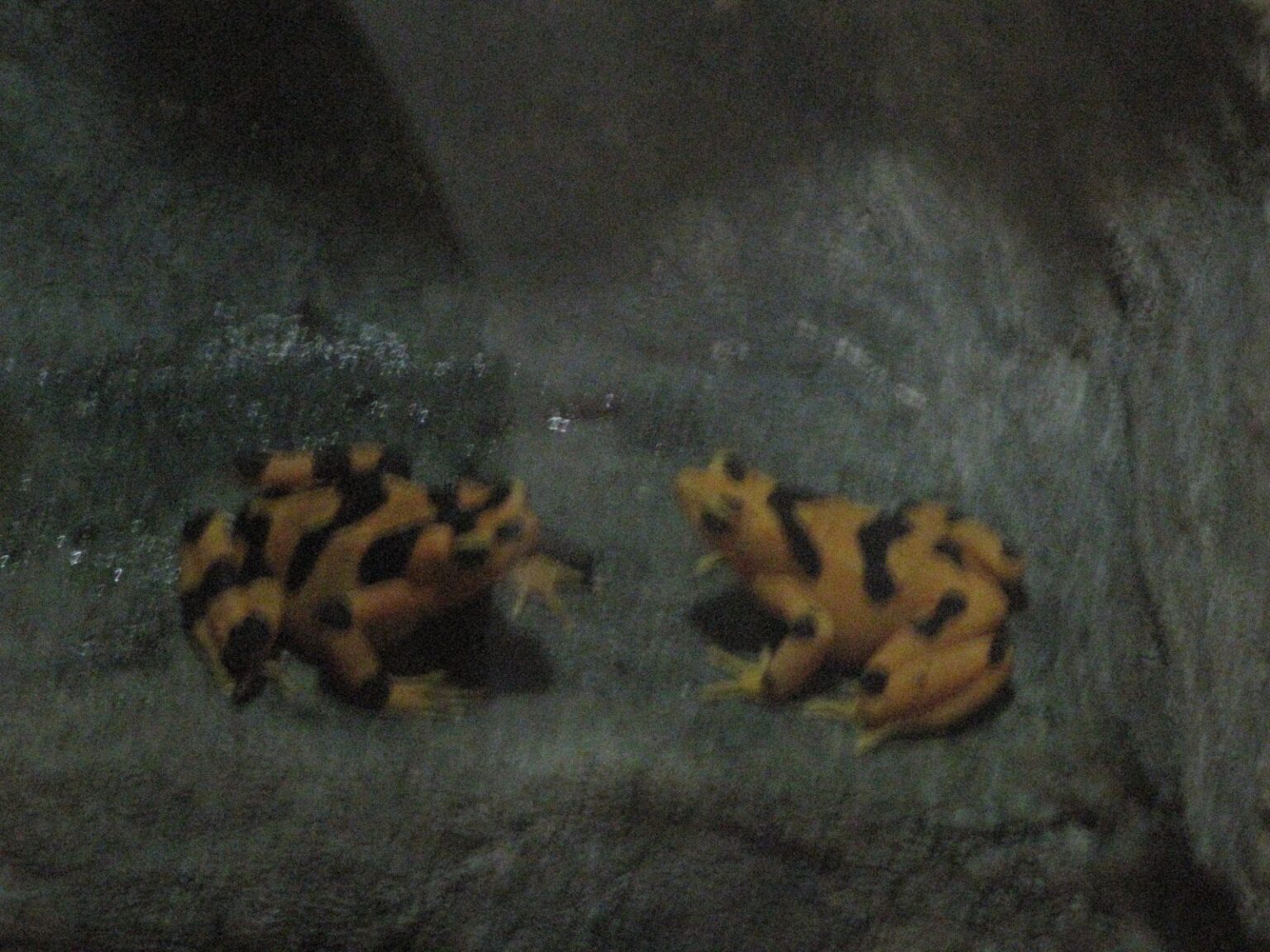 Inside the Rainforest Pyramid at Moody Gardens in Galveston, TX