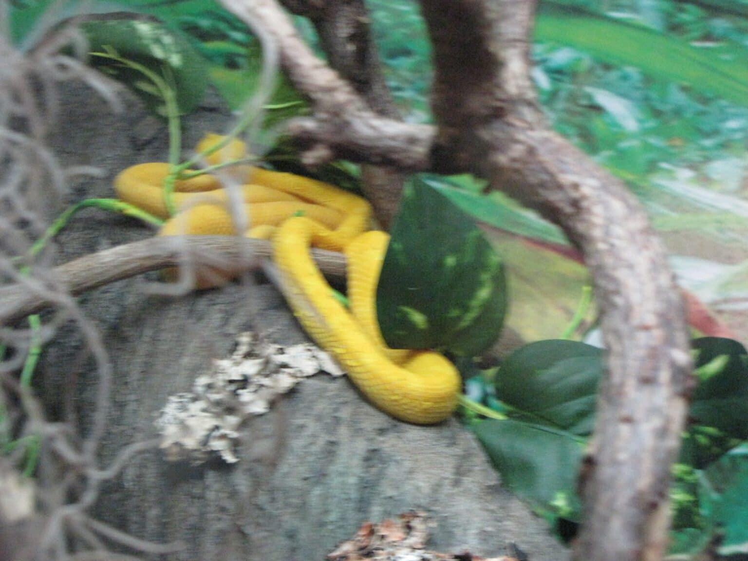 Inside the Rainforest Pyramid at Moody Gardens in Galveston, TX