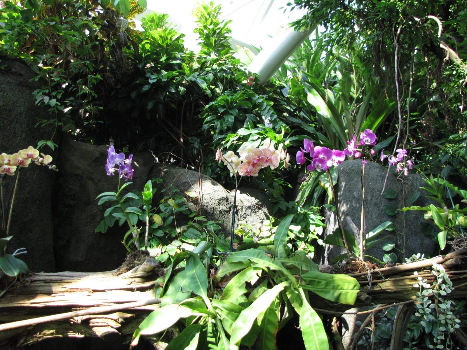 5442_Moody-Gardens-Rainforest-Pyramid-21 5442_Moody-Gardens-Rainforest-Pyramid-21