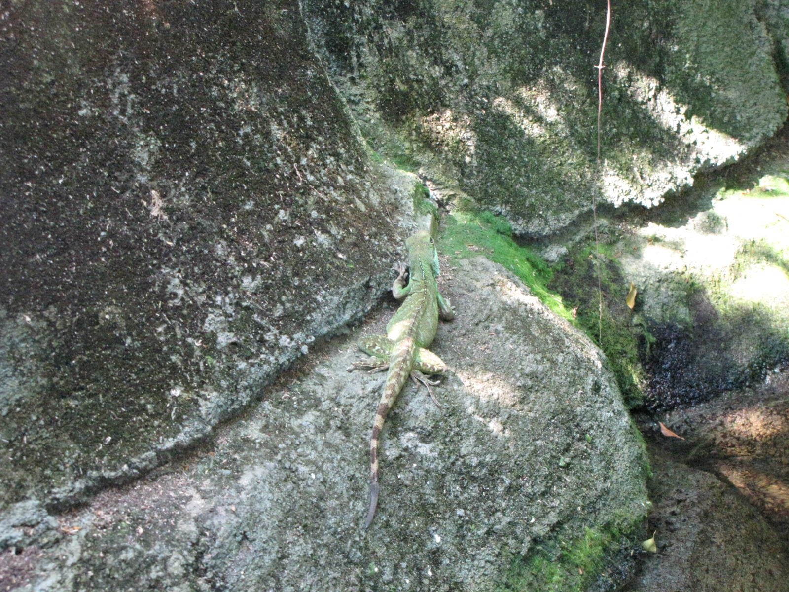 5442_Moody-Gardens-Rainforest-Pyramid-22 5442_Moody-Gardens-Rainforest-Pyramid-22
