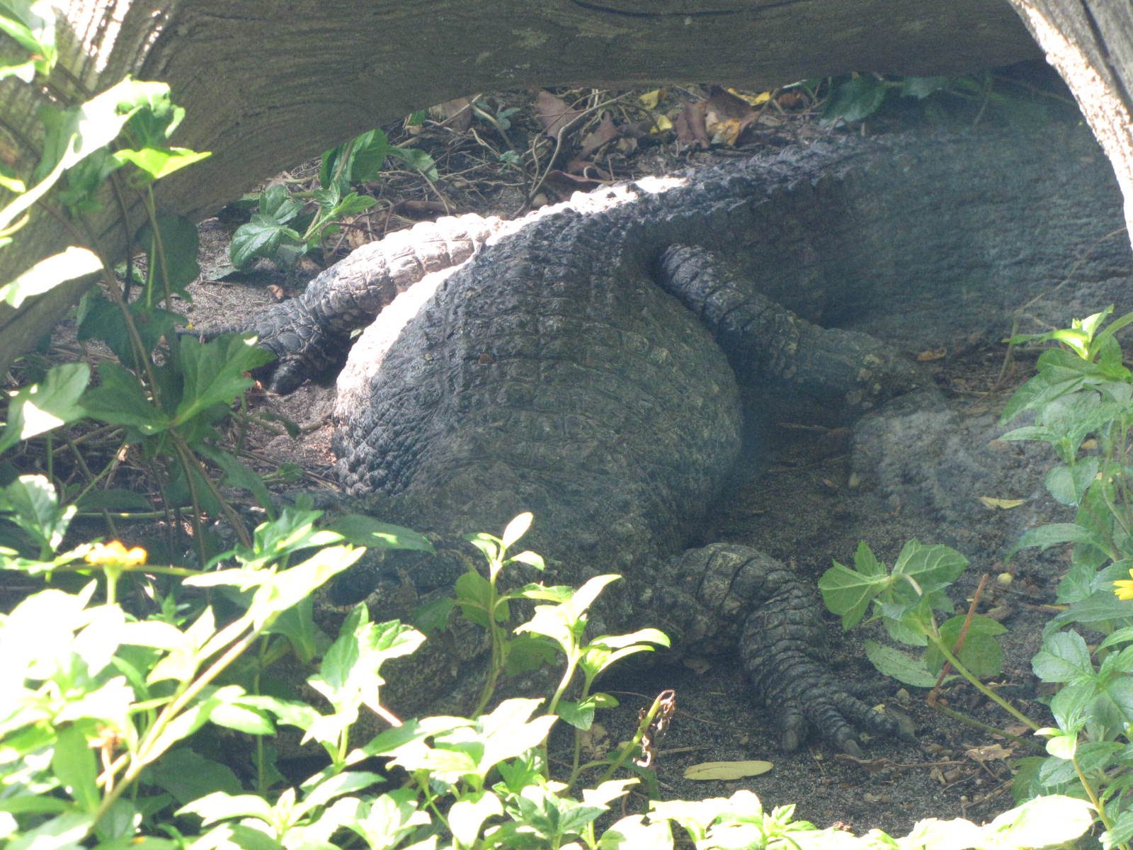 5442_Moody-Gardens-Rainforest-Pyramid-23 5442_Moody-Gardens-Rainforest-Pyramid-23