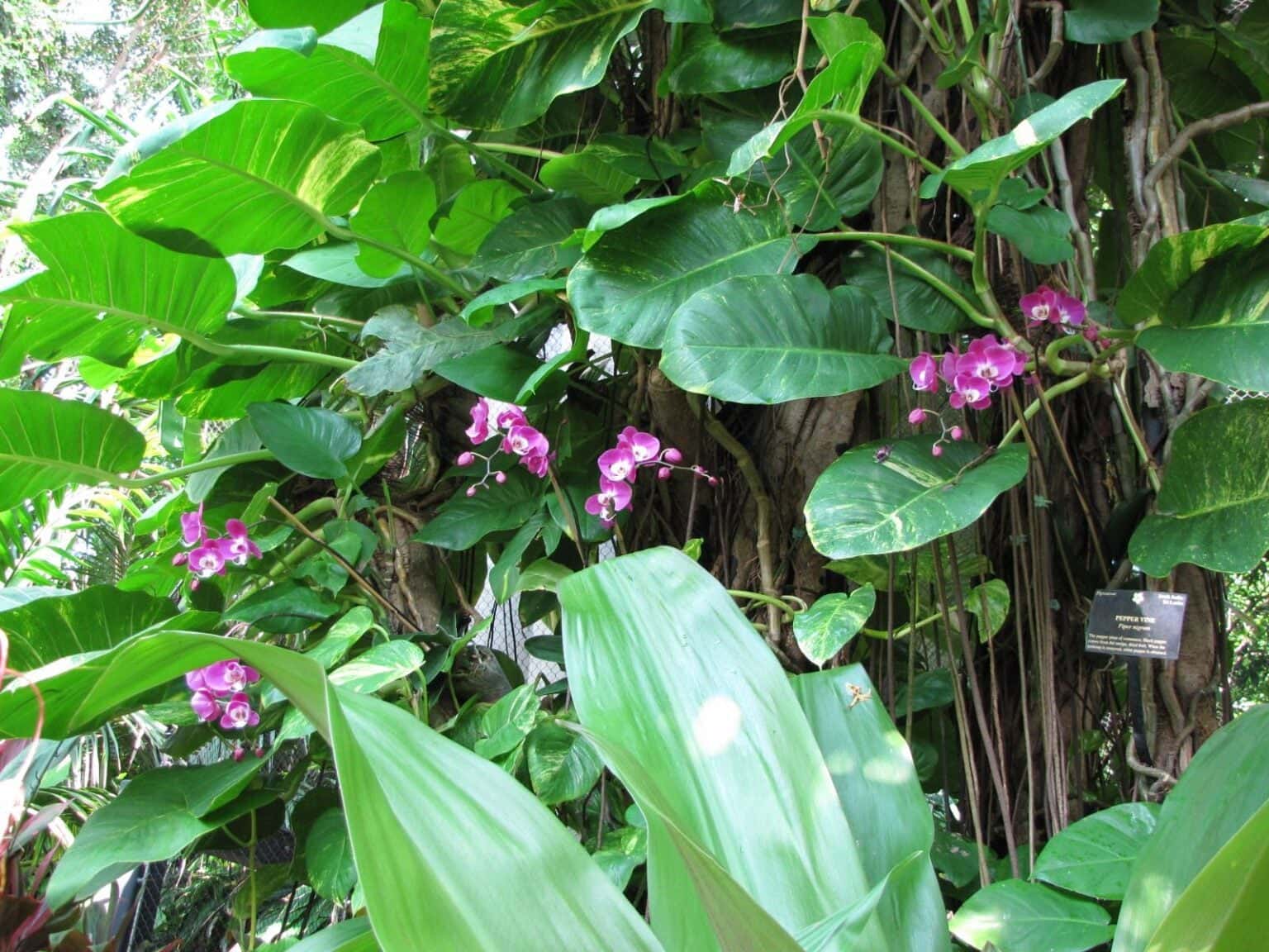 Inside the Rainforest Pyramid at Moody Gardens in Galveston, TX