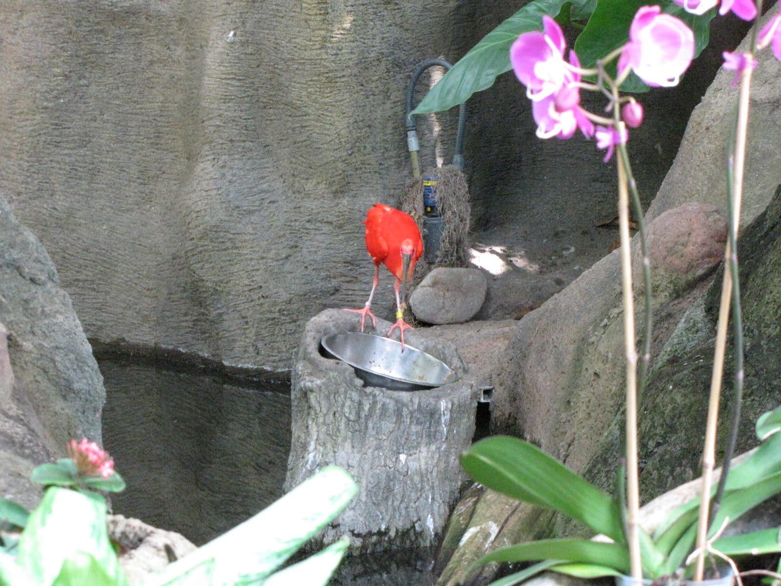 5442_Moody-Gardens-Rainforest-Pyramid-26 5442_Moody-Gardens-Rainforest-Pyramid-26