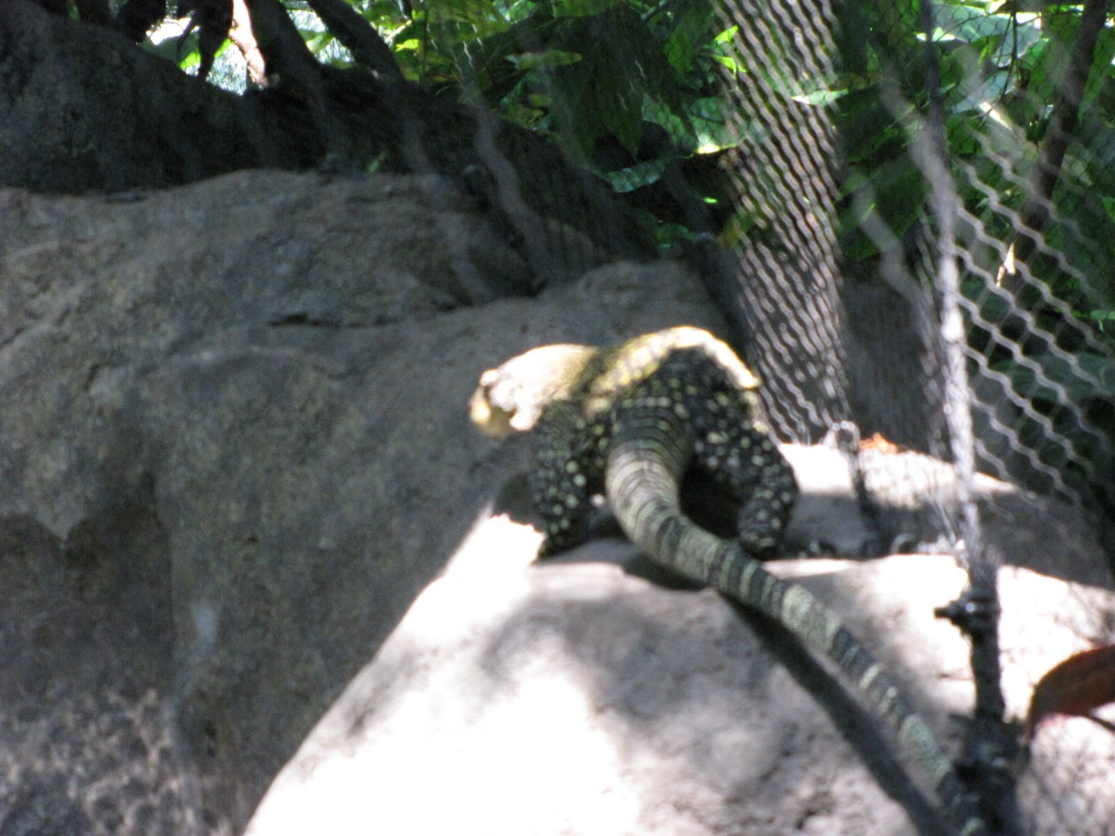 5442_Moody-Gardens-Rainforest-Pyramid-27 5442_Moody-Gardens-Rainforest-Pyramid-27