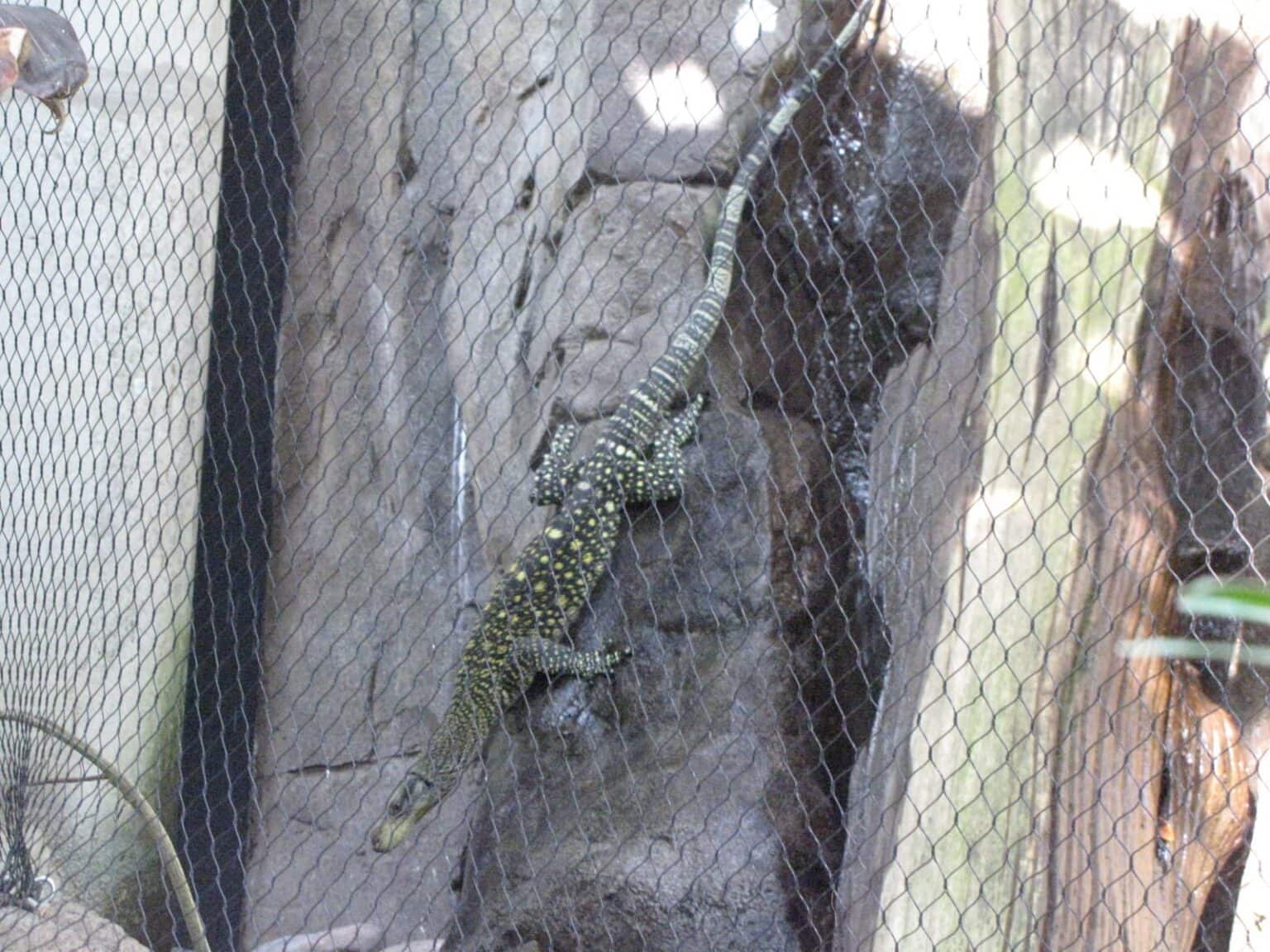 Inside the Rainforest Pyramid at Moody Gardens in Galveston, TX