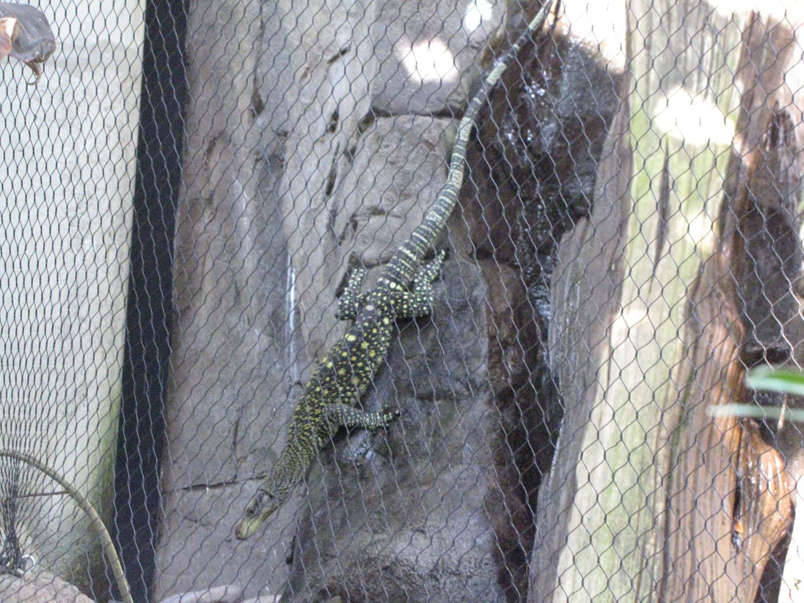 5442_Moody-Gardens-Rainforest-Pyramid-29 5442_Moody-Gardens-Rainforest-Pyramid-29