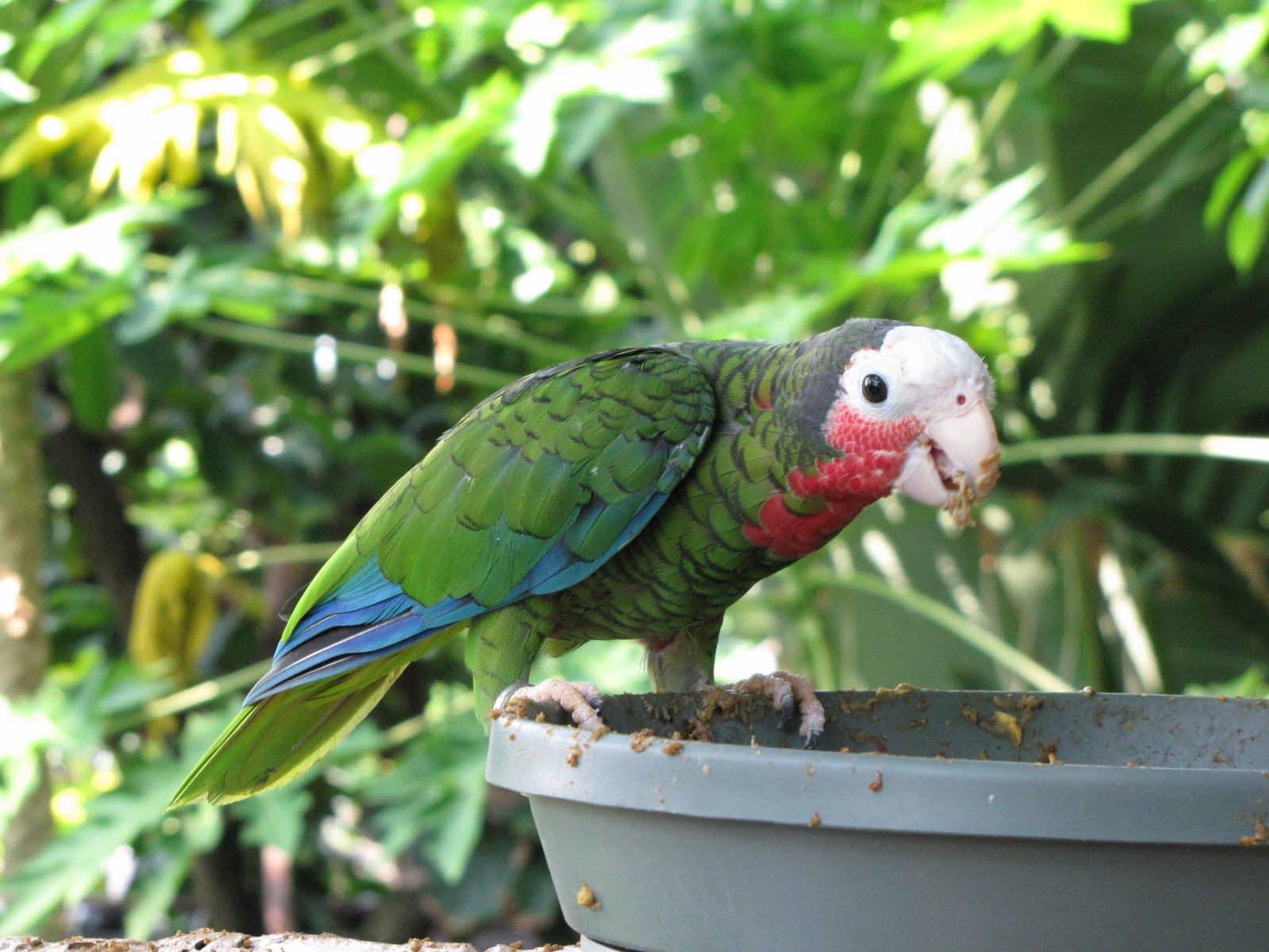5442_Moody-Gardens-Rainforest-Pyramid-3 5442_Moody-Gardens-Rainforest-Pyramid-3