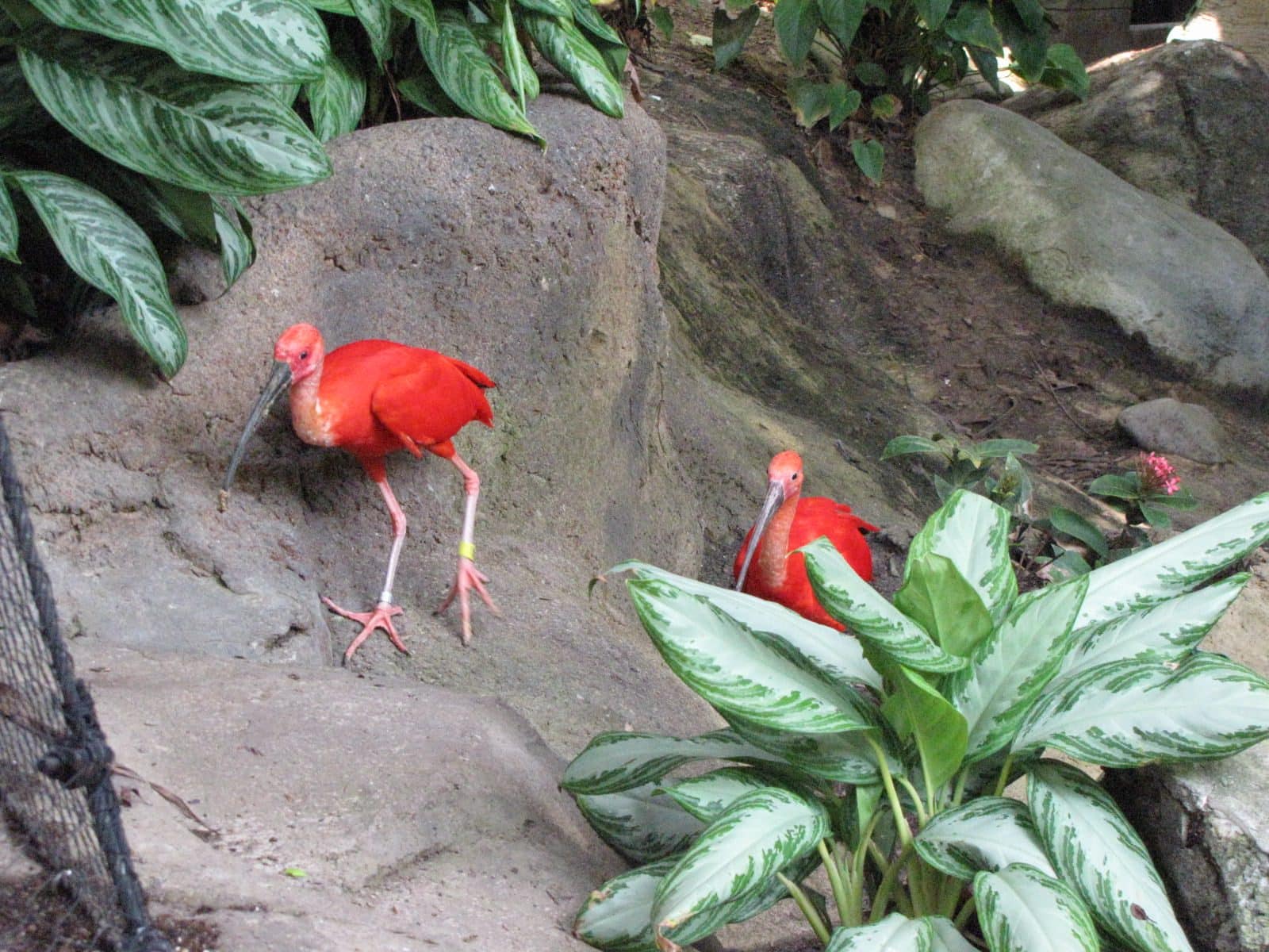 5442_Moody-Gardens-Rainforest-Pyramid-30 5442_Moody-Gardens-Rainforest-Pyramid-30