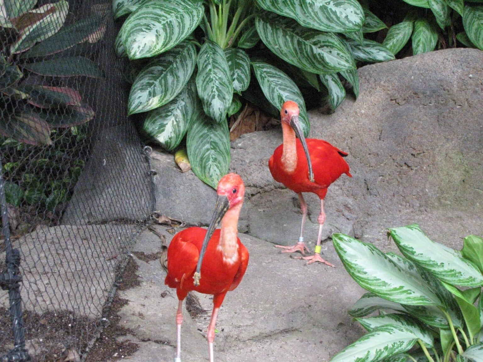 Inside the Rainforest Pyramid at Moody Gardens in Galveston, TX