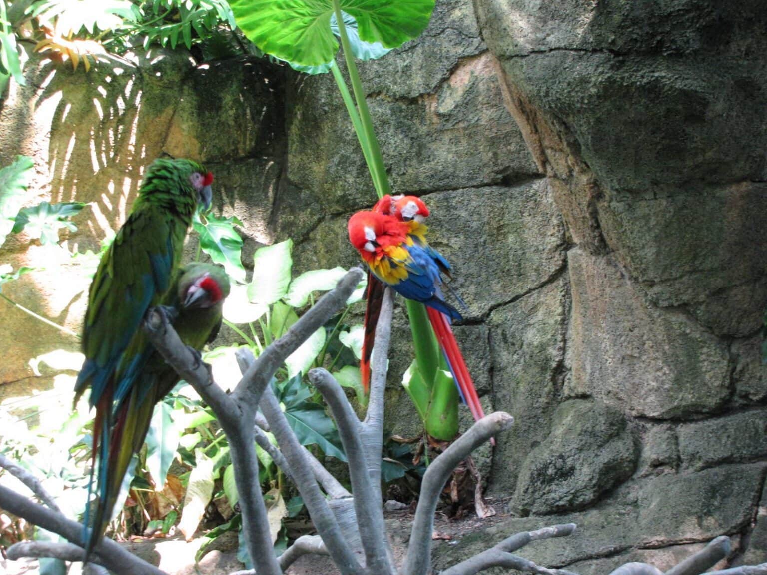 Inside the Rainforest Pyramid at Moody Gardens in Galveston, TX