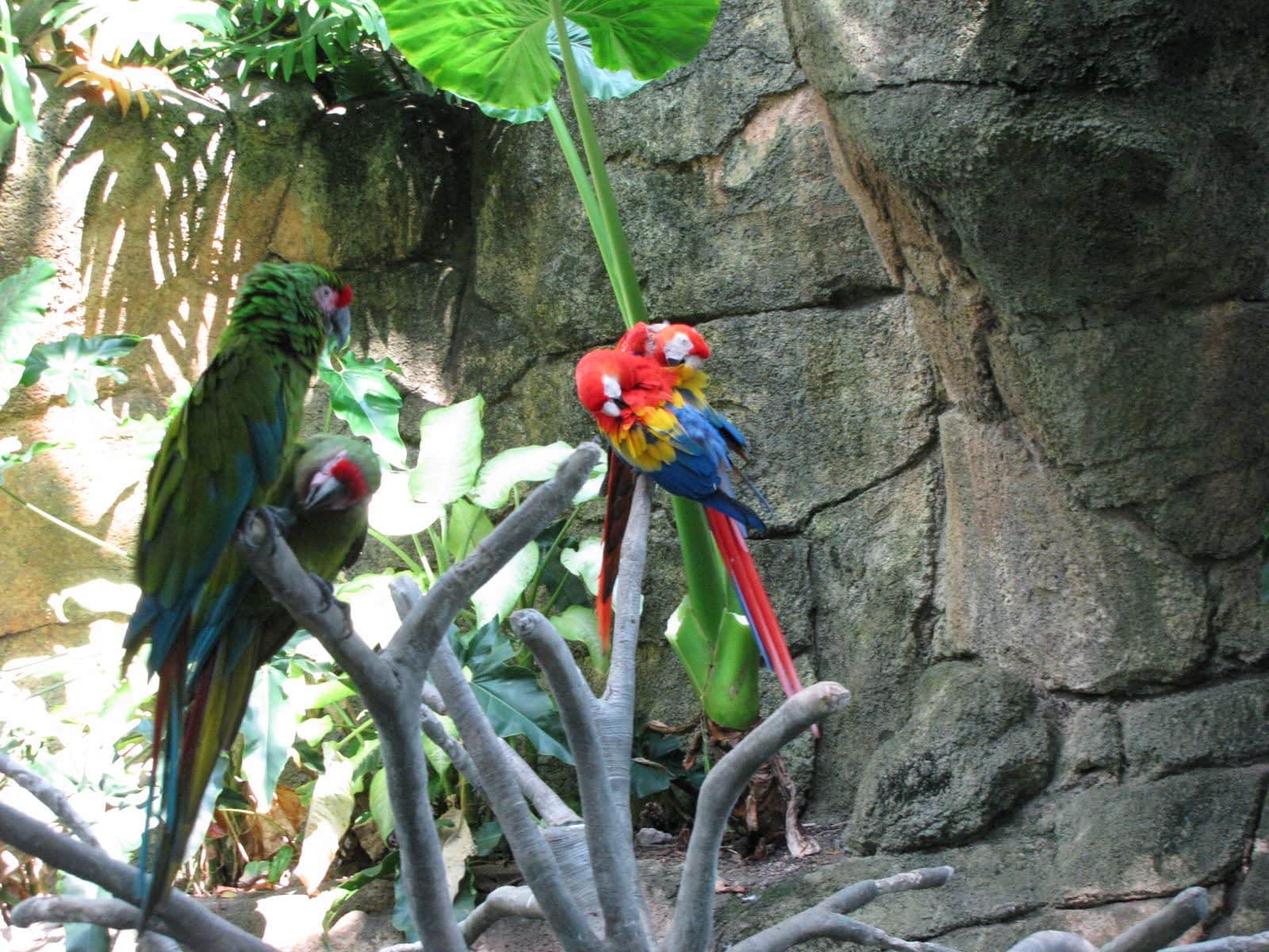 5442_Moody-Gardens-Rainforest-Pyramid-32 5442_Moody-Gardens-Rainforest-Pyramid-32