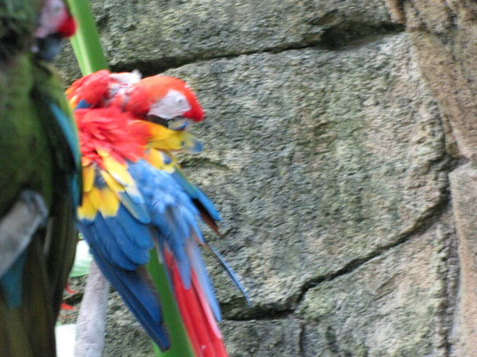 Inside the Rainforest Pyramid at Moody Gardens in Galveston, TX