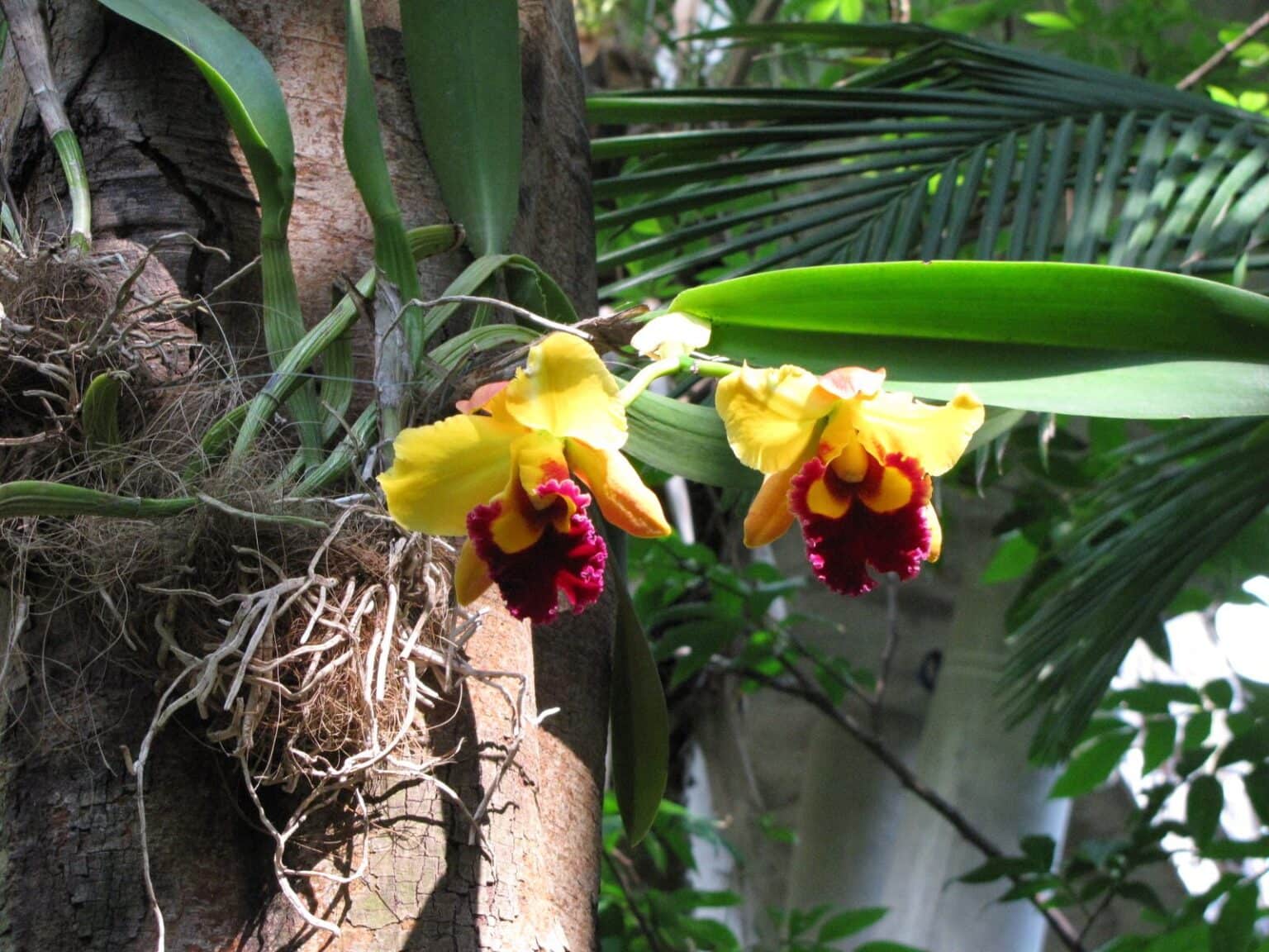 Inside the Rainforest Pyramid at Moody Gardens in Galveston, TX