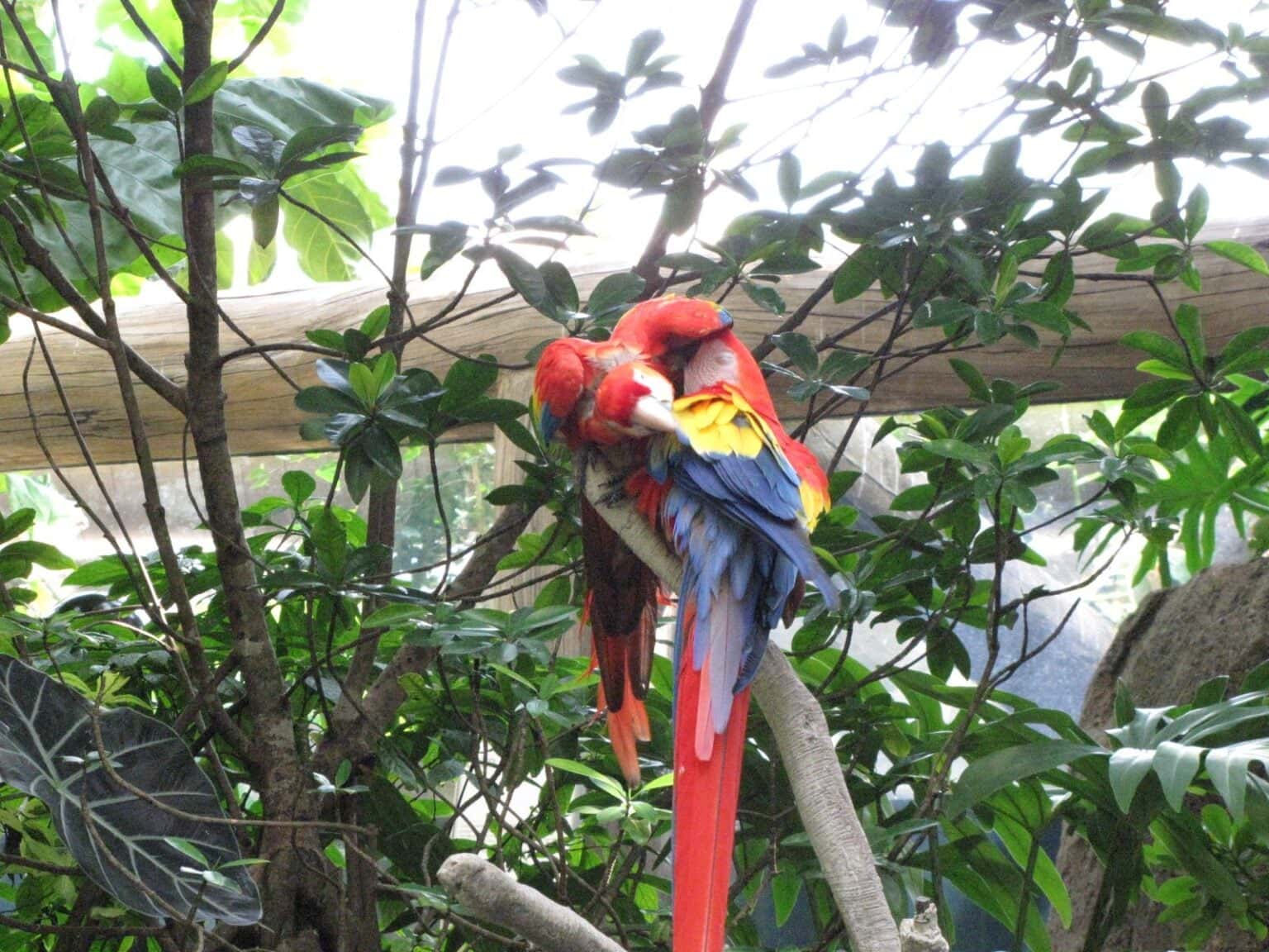 Inside the Rainforest Pyramid at Moody Gardens in Galveston, TX
