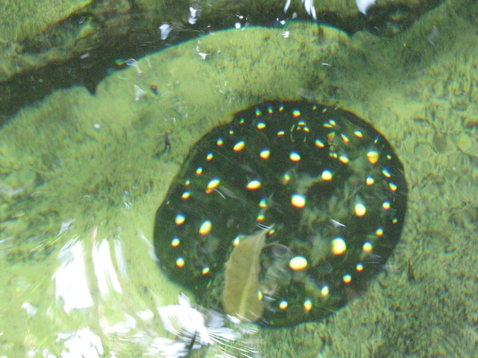 Inside the Rainforest Pyramid at Moody Gardens in Galveston, TX