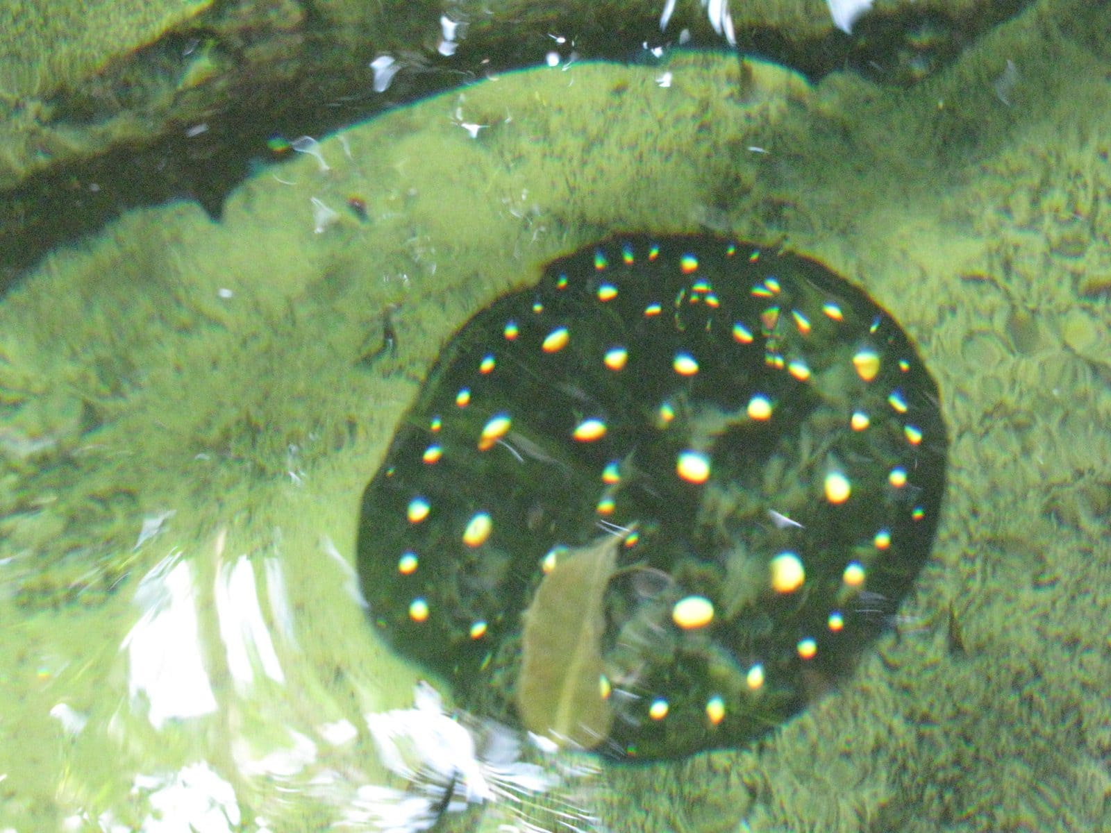 5442_Moody-Gardens-Rainforest-Pyramid-38 5442_Moody-Gardens-Rainforest-Pyramid-38