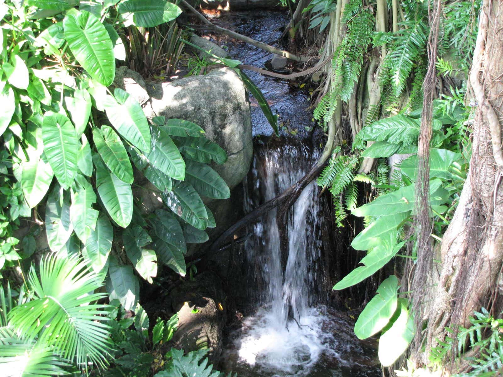 5442_Moody-Gardens-Rainforest-Pyramid-4 5442_Moody-Gardens-Rainforest-Pyramid-4