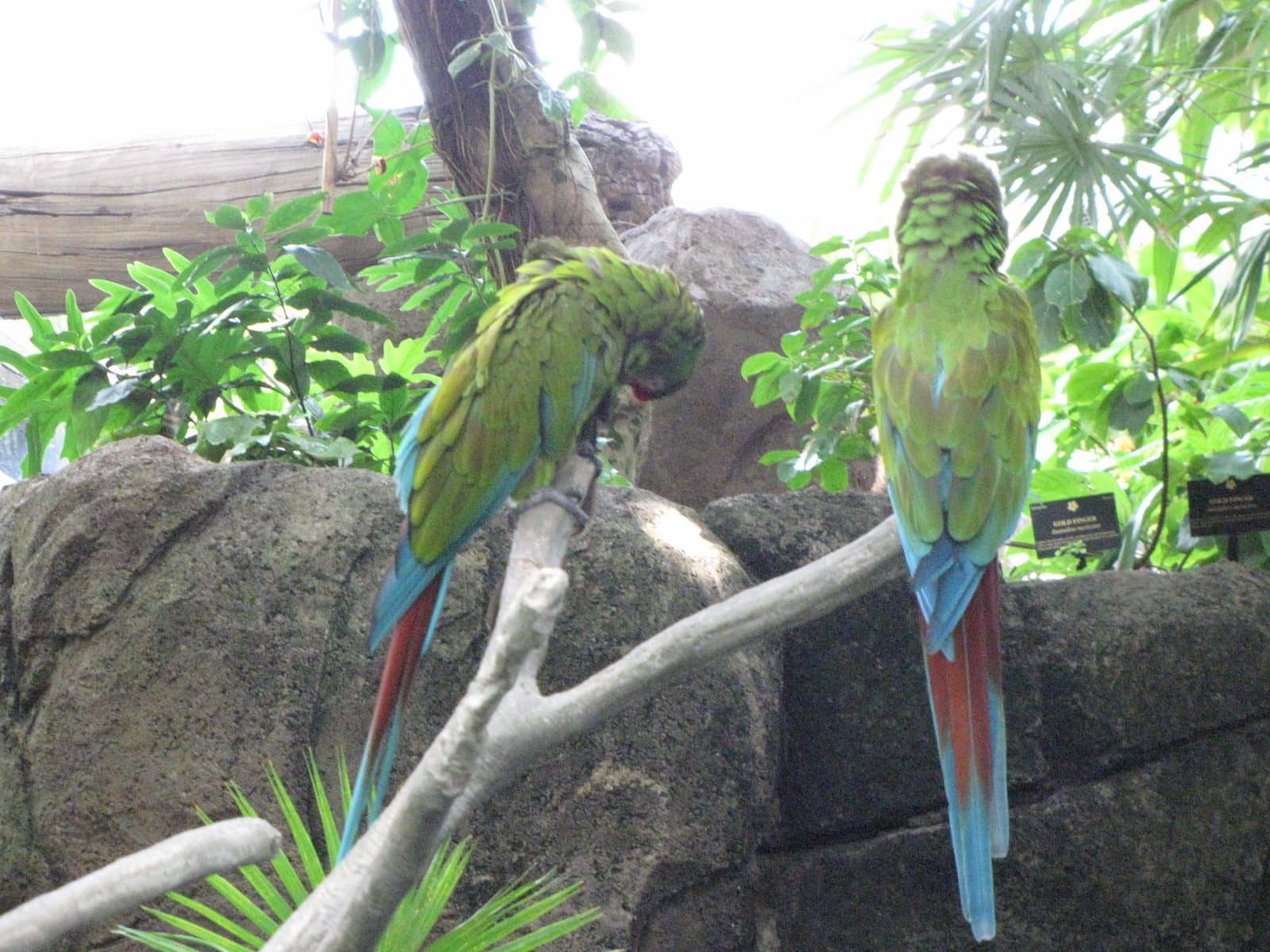 5442_Moody-Gardens-Rainforest-Pyramid-40 5442_Moody-Gardens-Rainforest-Pyramid-40
