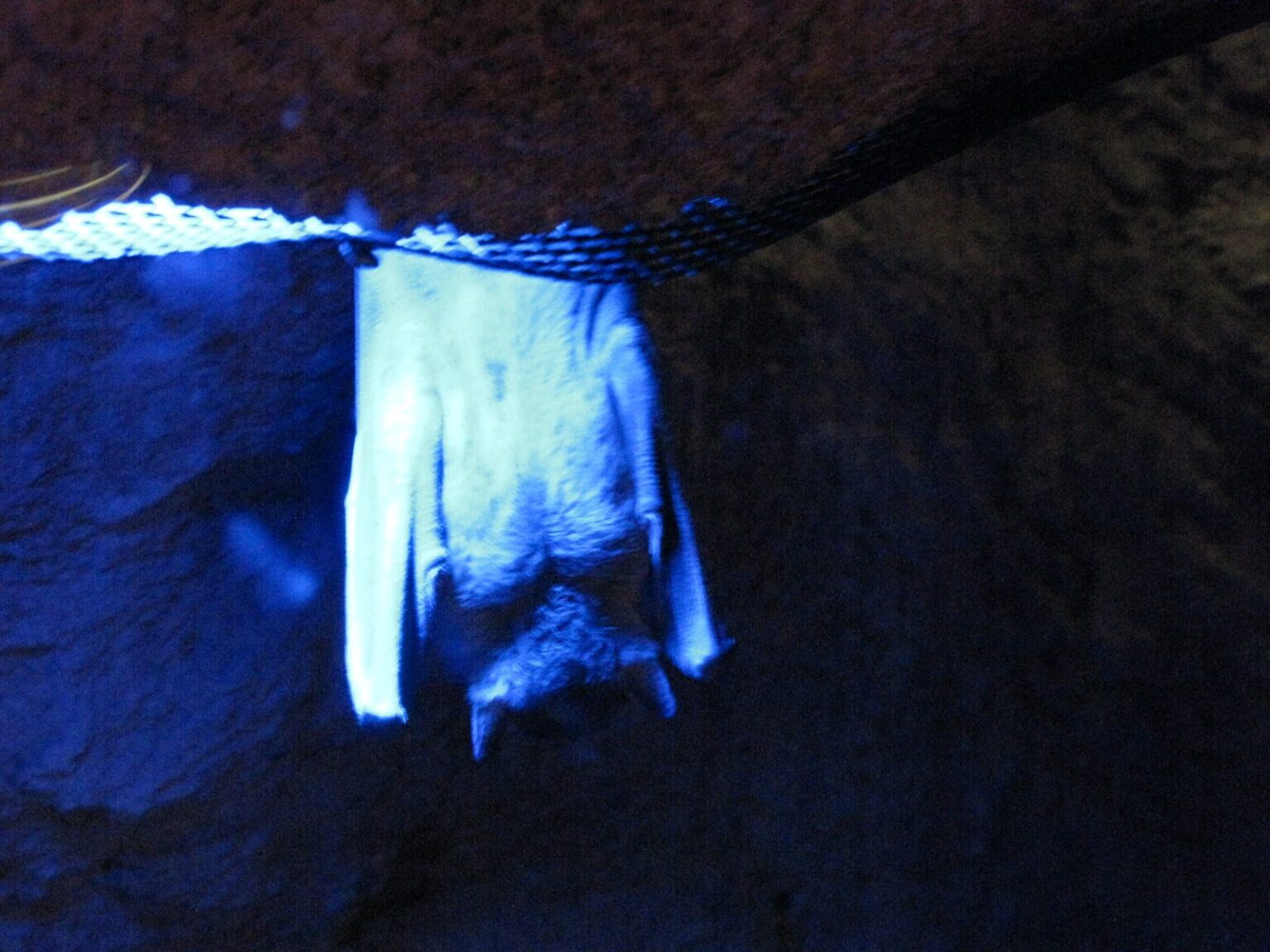 Inside the Rainforest Pyramid at Moody Gardens in Galveston, TX