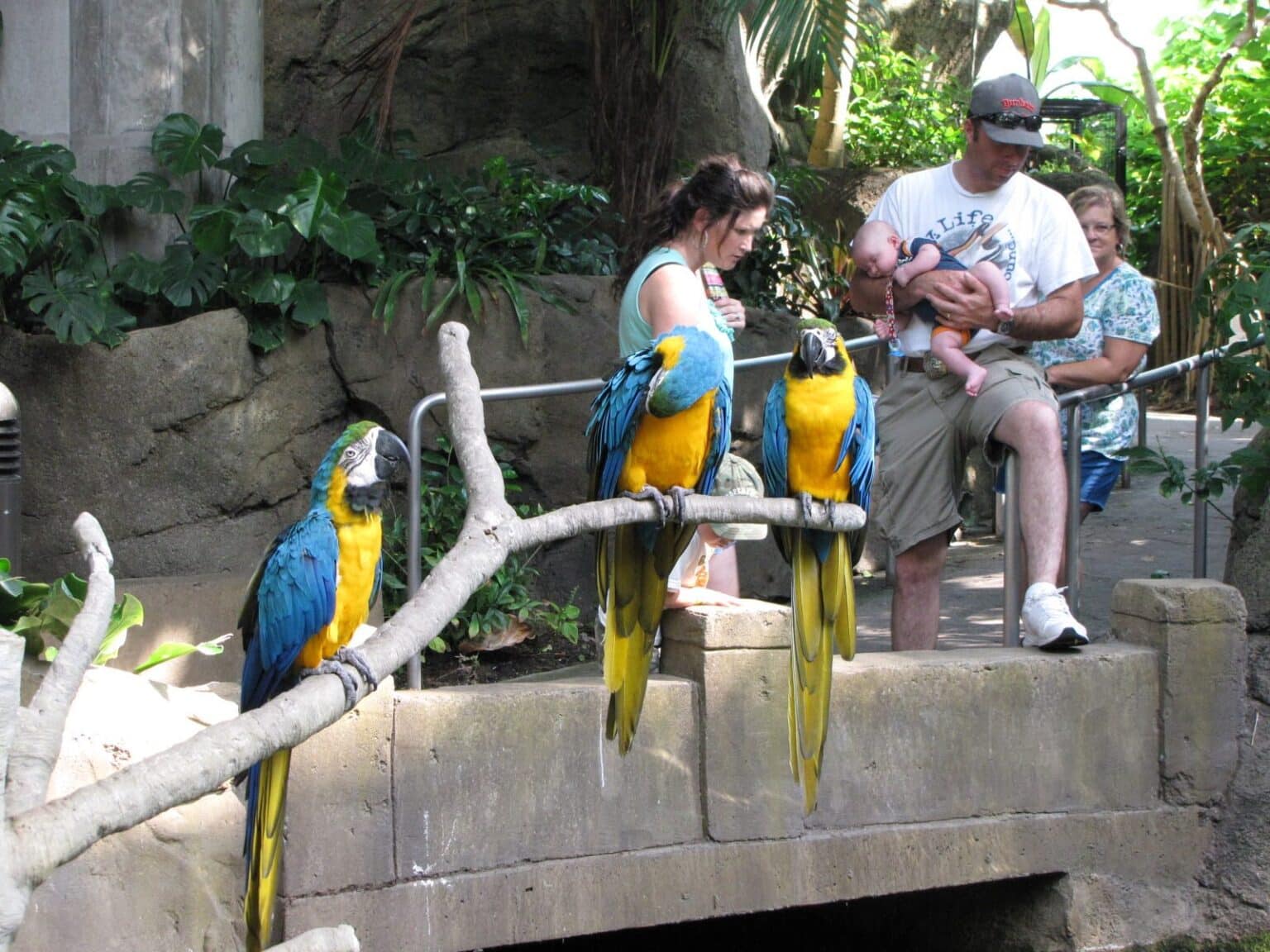 Inside the Rainforest Pyramid at Moody Gardens in Galveston, TX