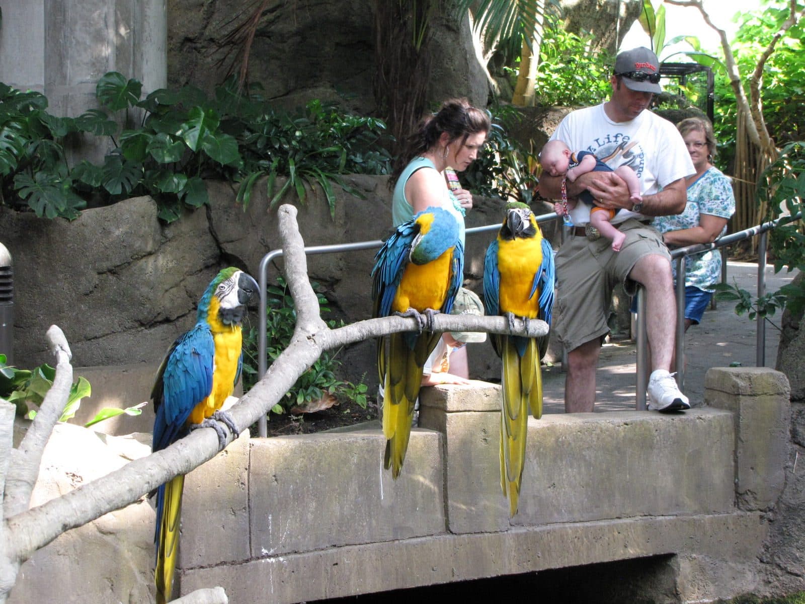 5442_Moody-Gardens-Rainforest-Pyramid-46 5442_Moody-Gardens-Rainforest-Pyramid-46