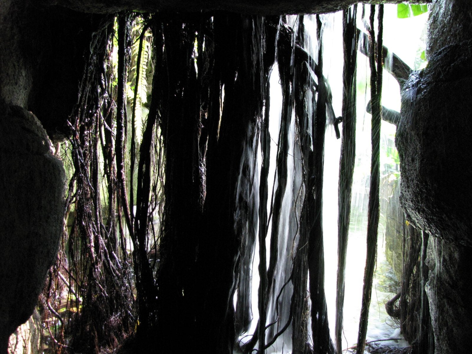 5442_Moody-Gardens-Rainforest-Pyramid-49 5442_Moody-Gardens-Rainforest-Pyramid-49