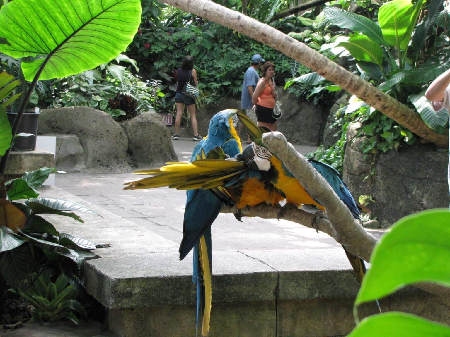 Inside the Rainforest Pyramid at Moody Gardens in Galveston, TX