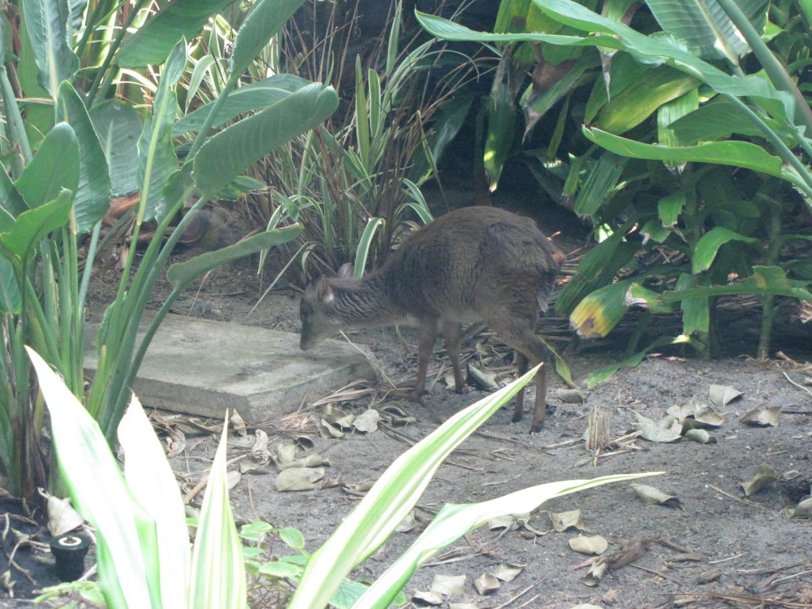 5442_Moody-Gardens-Rainforest-Pyramid-54 5442_Moody-Gardens-Rainforest-Pyramid-54