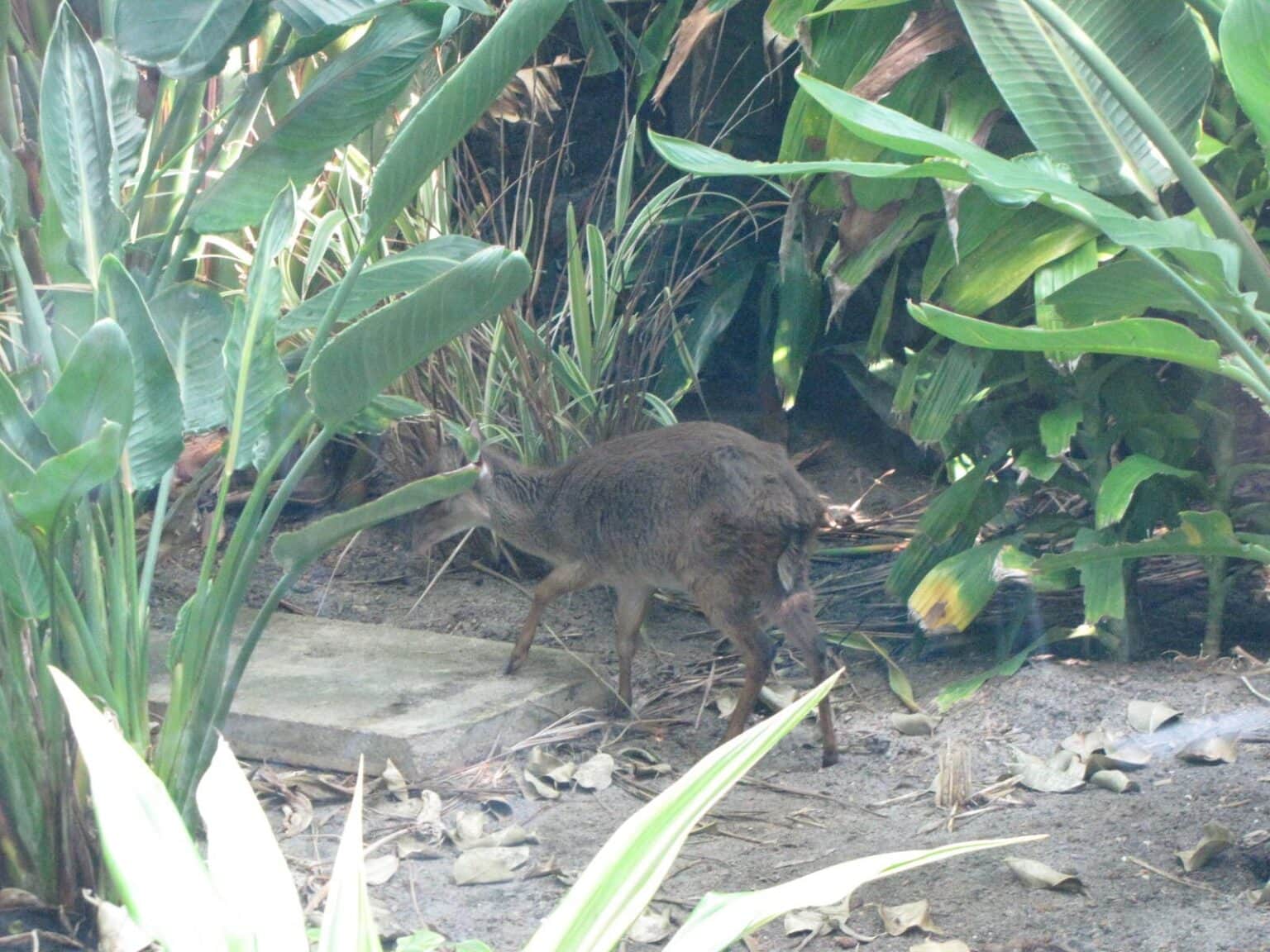 Inside the Rainforest Pyramid at Moody Gardens in Galveston, TX