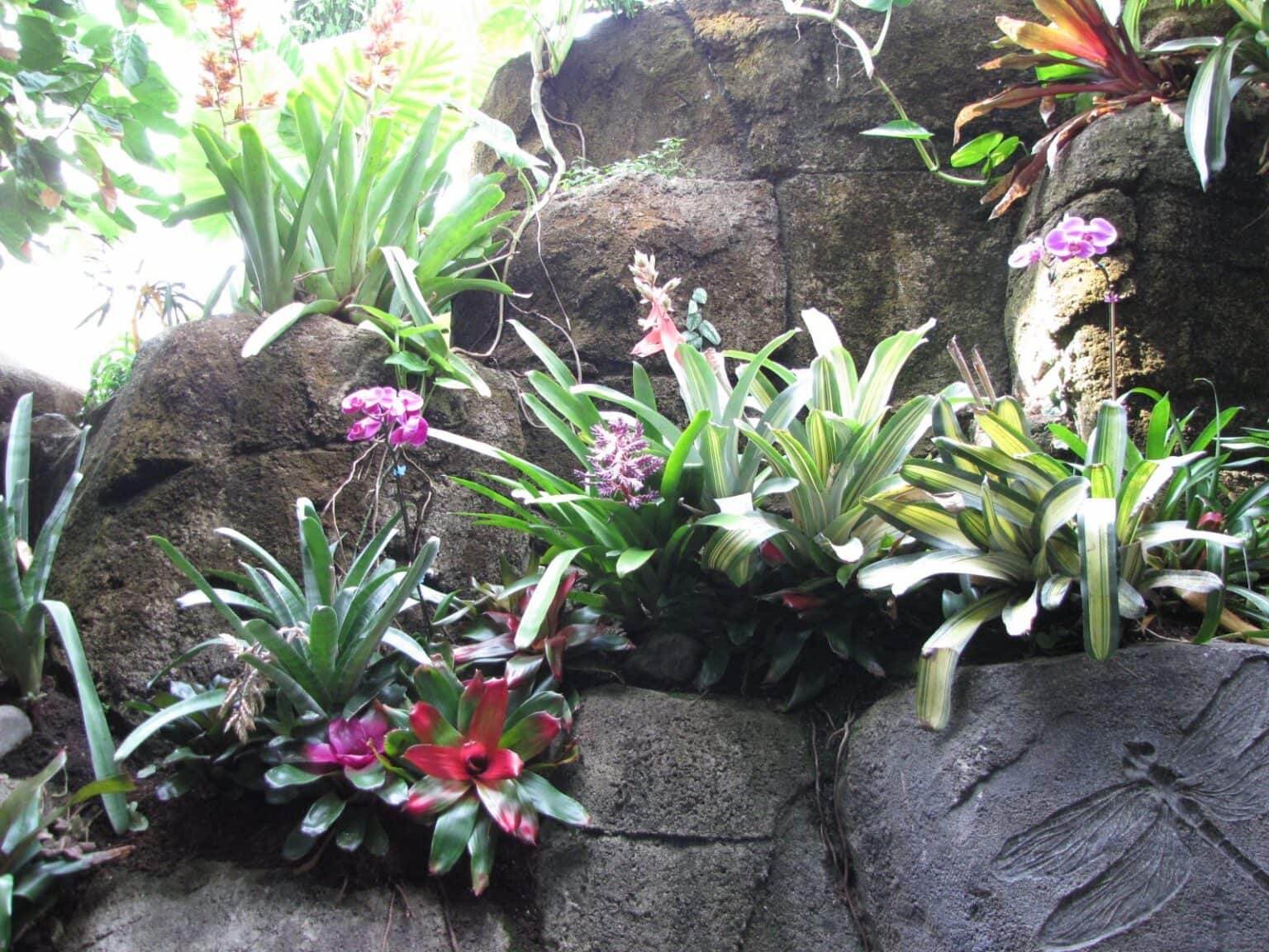 Inside the Rainforest Pyramid at Moody Gardens in Galveston, TX