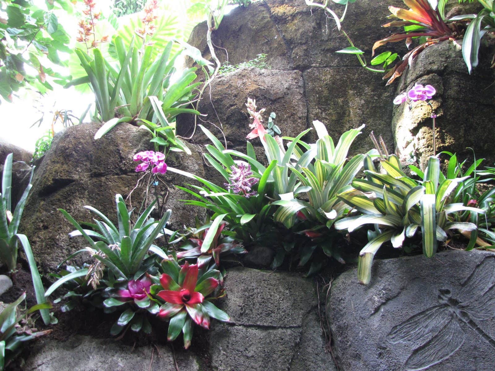 5442_Moody-Gardens-Rainforest-Pyramid-57 5442_Moody-Gardens-Rainforest-Pyramid-57