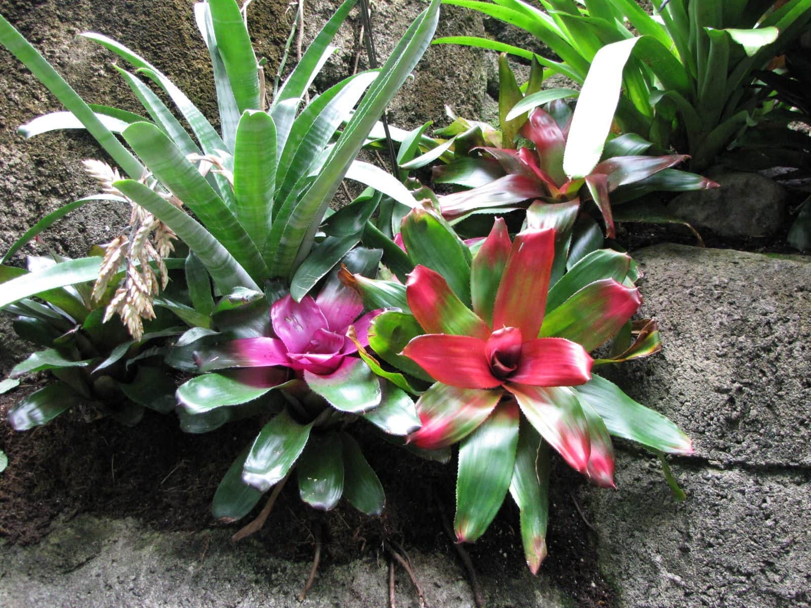 5442_Moody-Gardens-Rainforest-Pyramid-58 5442_Moody-Gardens-Rainforest-Pyramid-58