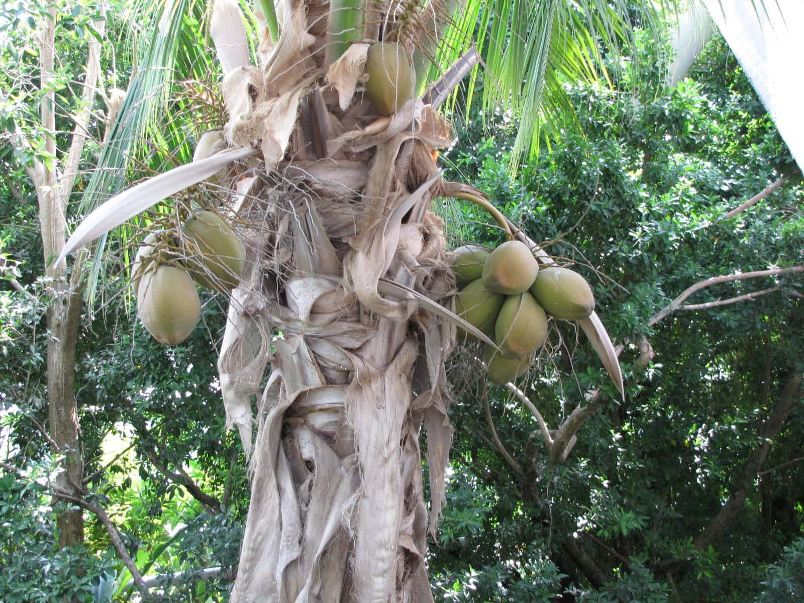 5442_Moody-Gardens-Rainforest-Pyramid-6 5442_Moody-Gardens-Rainforest-Pyramid-6