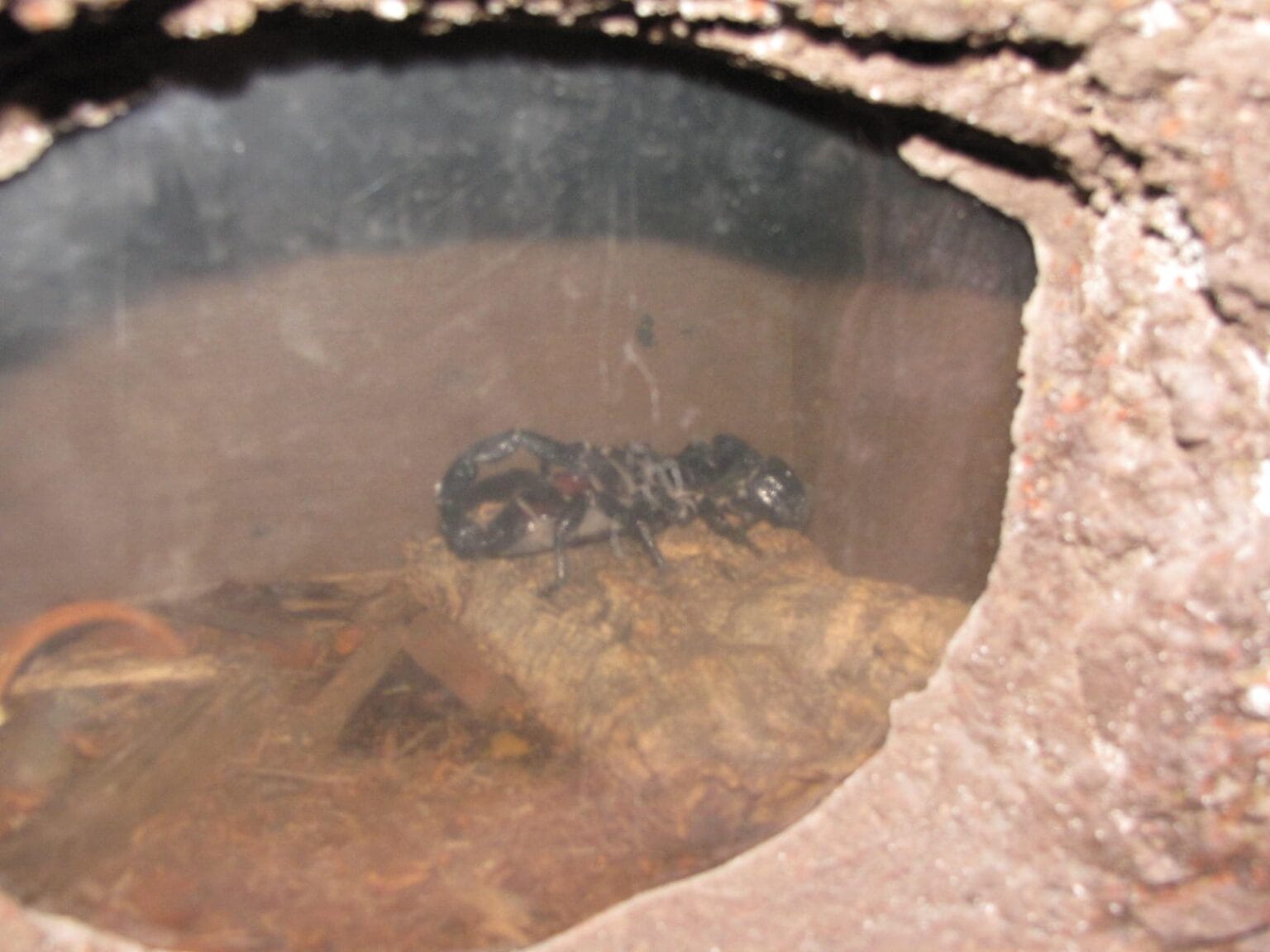 Inside the Rainforest Pyramid at Moody Gardens in Galveston, TX