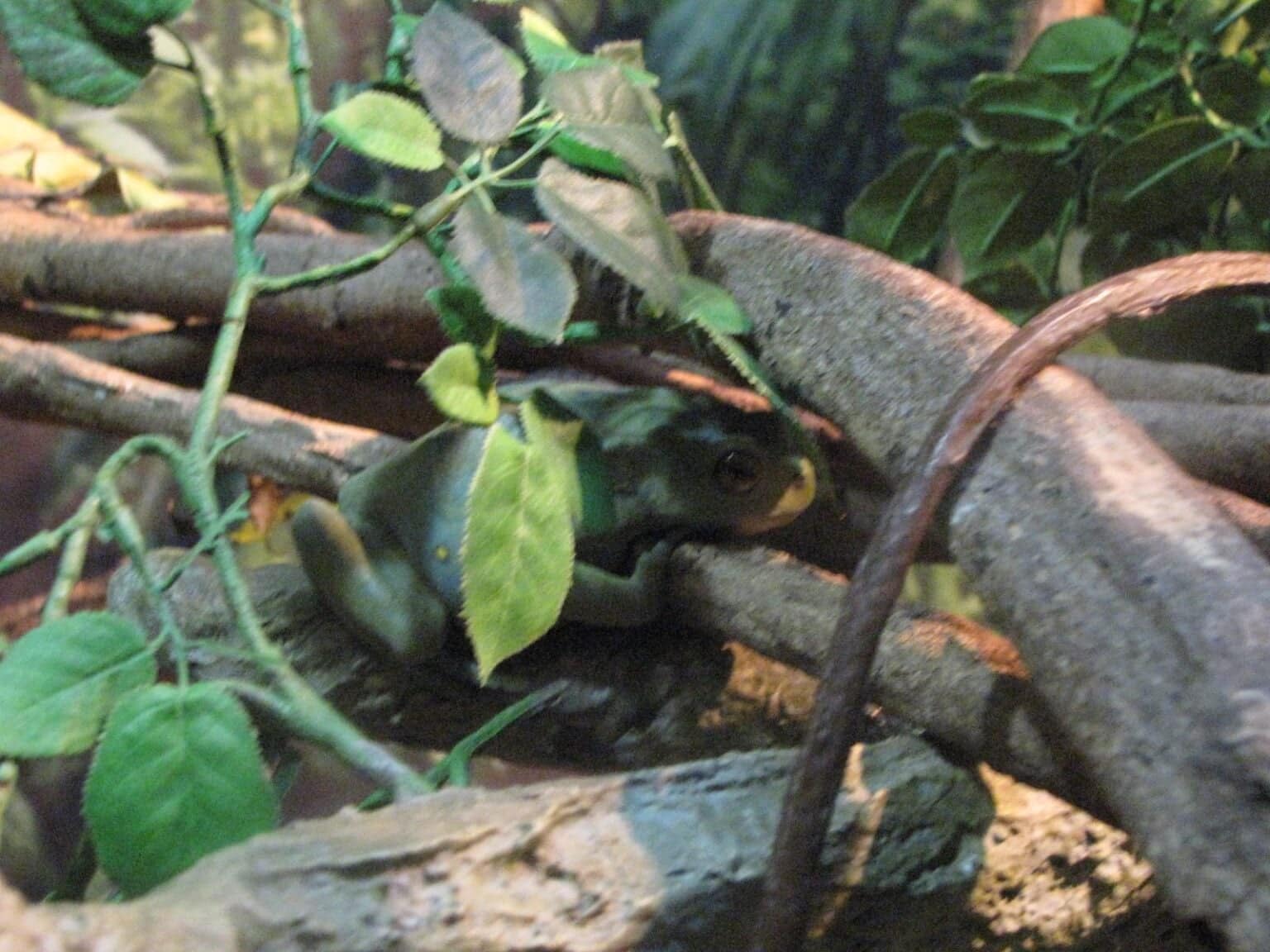 Inside the Rainforest Pyramid at Moody Gardens in Galveston, TX