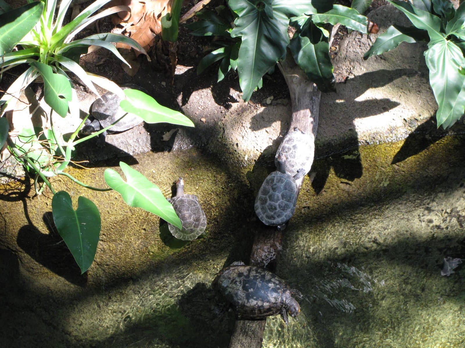 5442_Moody-Gardens-Rainforest-Pyramid-7 5442_Moody-Gardens-Rainforest-Pyramid-7
