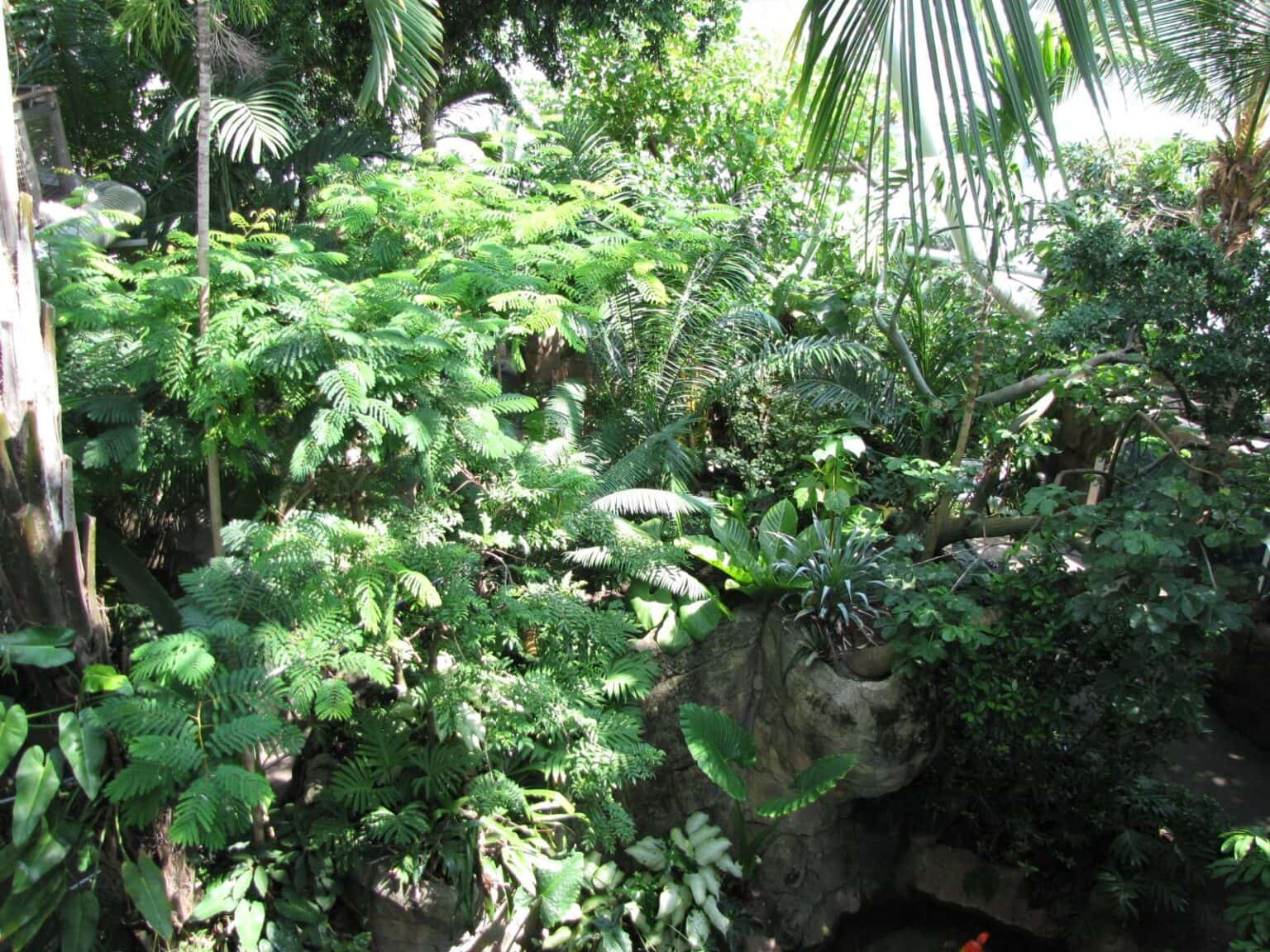 Inside the Rainforest Pyramid at Moody Gardens in Galveston, TX