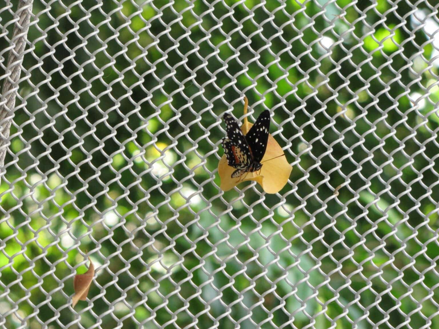 Inside the Rainforest Pyramid at Moody Gardens in Galveston, TX