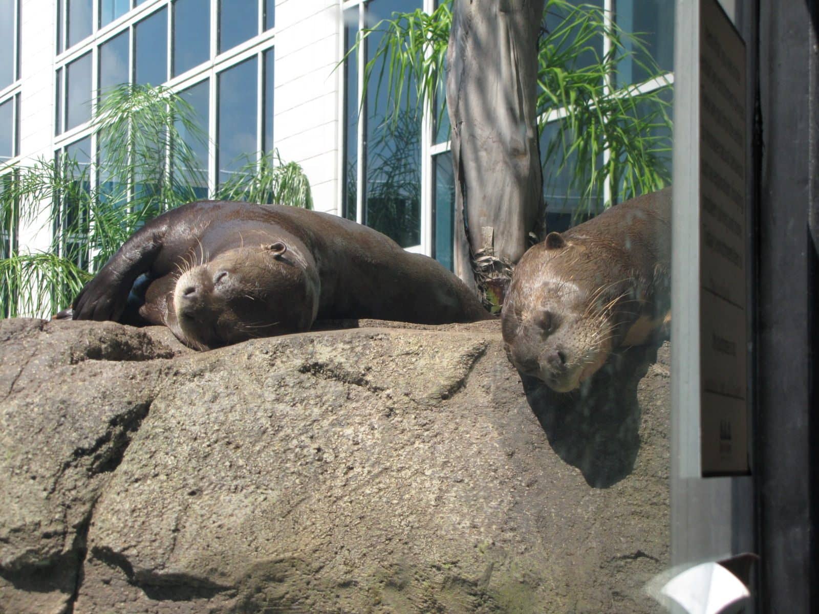 5442_Moody-Gardens-Seals-1 5442_Moody-Gardens-Seals-1