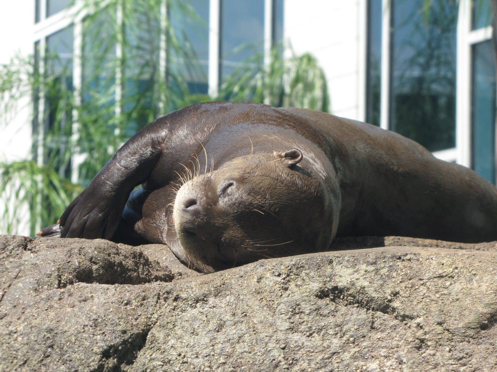 5442_Moody-Gardens-Seals-2 5442_Moody-Gardens-Seals-2