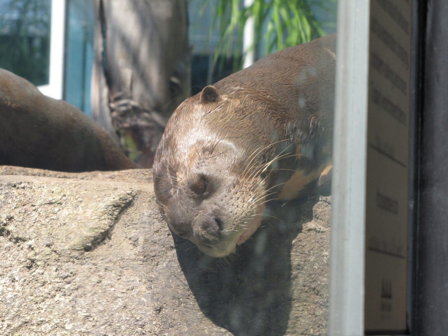 Seals resting at Moody Gardens in Galveston, TX